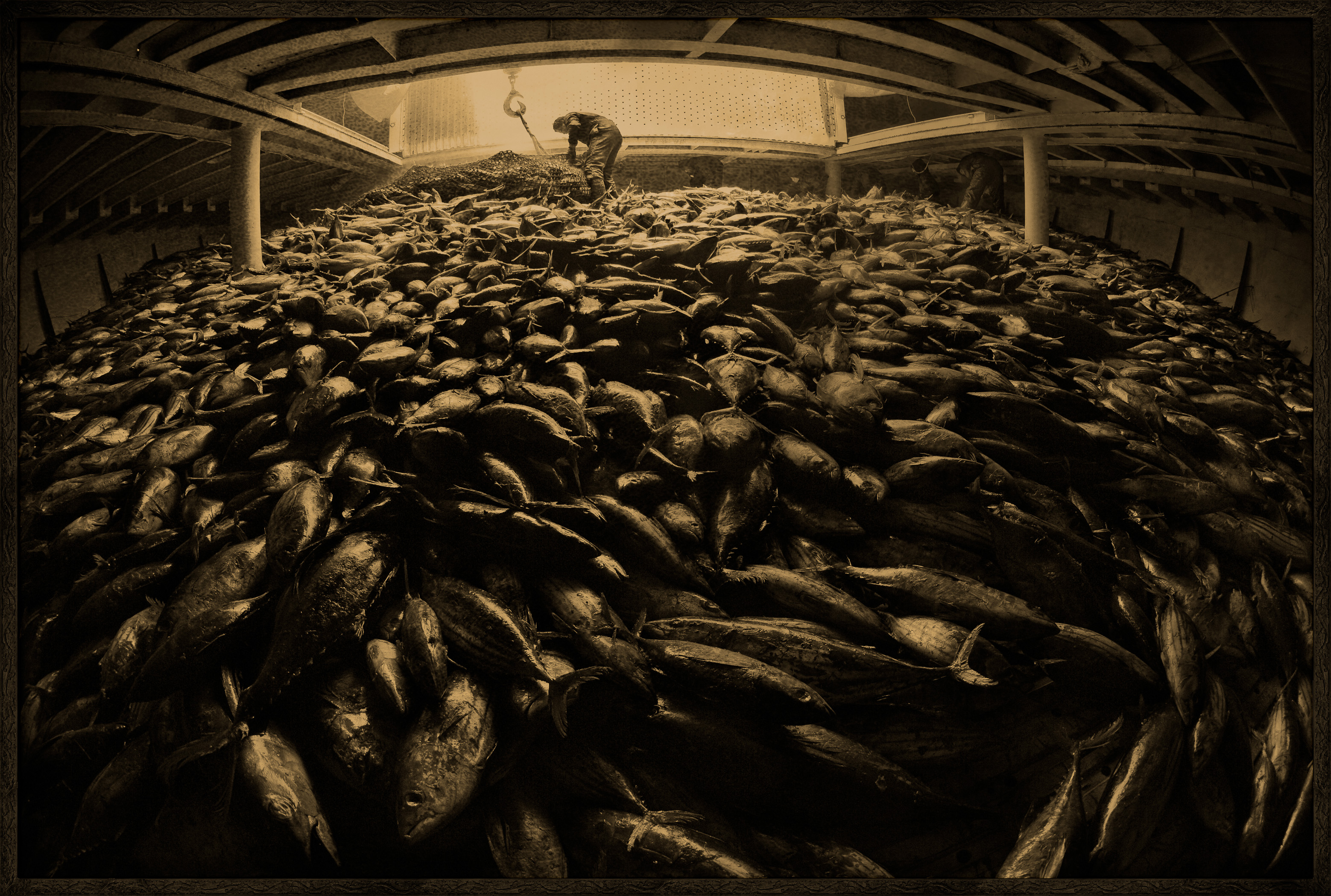 Seychelles, océan Indien, île de Mahé, Victoria, à fond de cale réfrigérée, chargement de cargaison de thon à bord d'un cargo de fret sur le port de Victoria, premier port de transbordement de thon de l'océan Indien, vue créative, MR-PR non // Seychelles, Indian Ocean, Mahe Island, Victoria, refrigerated hold, cargo loading on board a tuna freight cargo in the port of Victoria, the first Indian Ocean tuna transhipment port, creative view, MR-PR no