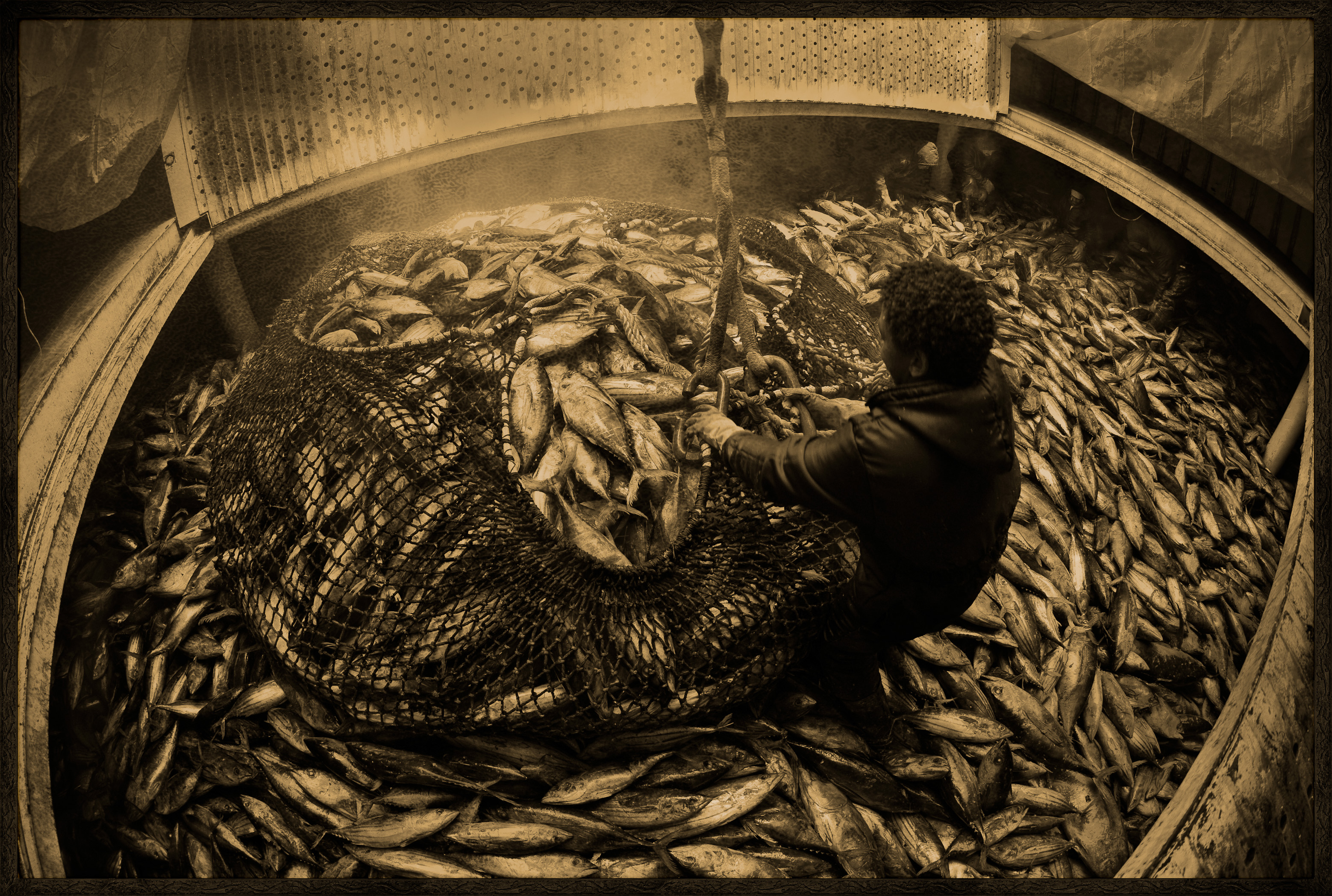 Seychelles, océan Indien, île de Mahé, Victoria, à fond de cale réfrigérée, chargement de cargaison de thon à bord d'un cargo de fret sur le port de Victoria, premier port de transbordement de thon de l'océan Indien, vue créative, MR-PR non // Seychelles, Indian Ocean, Mahe Island, Victoria, refrigerated hold, cargo loading on board a tuna freight cargo in the port of Victoria, the first Indian Ocean tuna transhipment port, creative view, MR-PR no