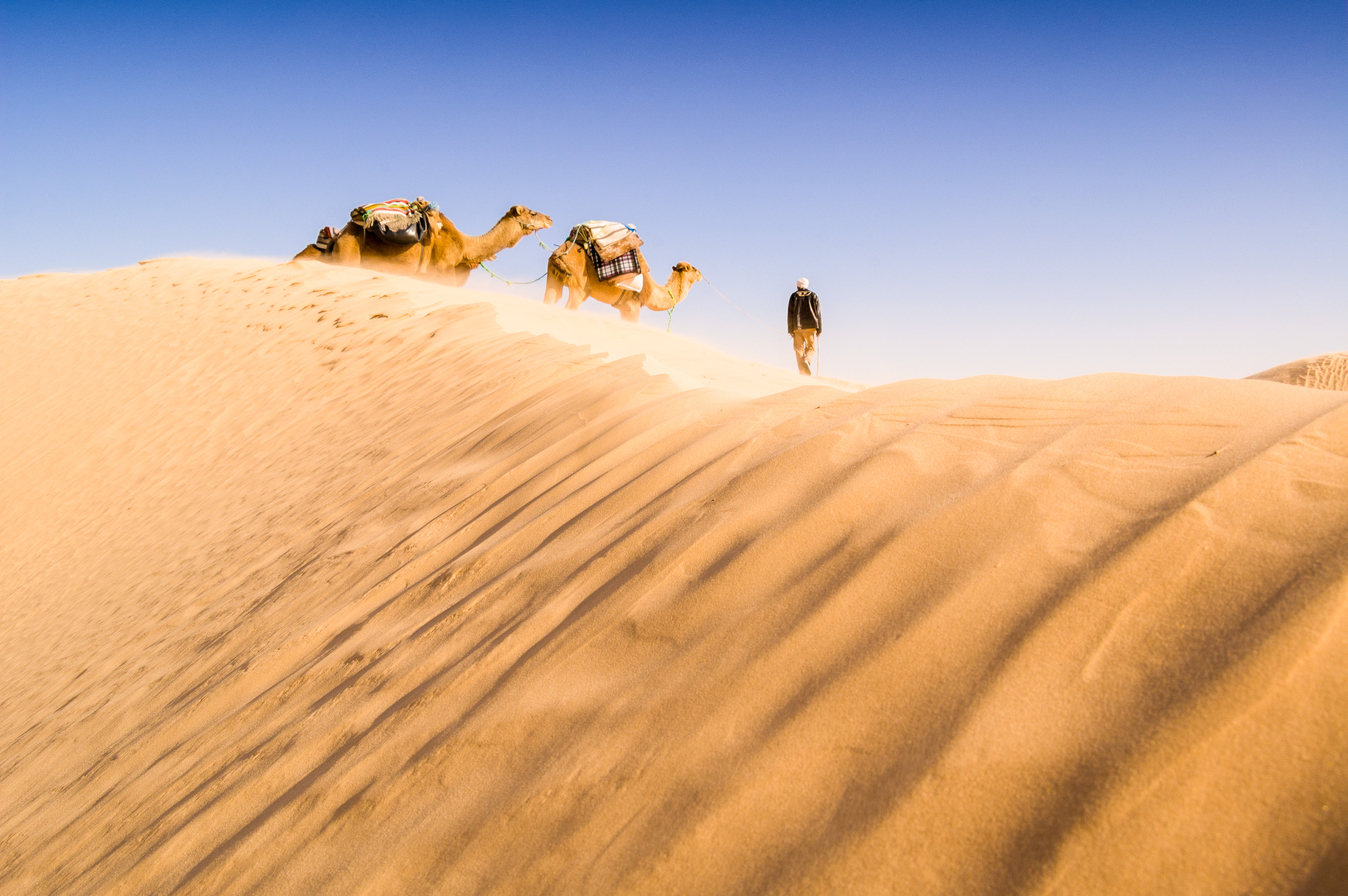 Tunisie, Afrique du Nord, Sud de Sabria, paysage du désert sous le ciel bleu avec dromadaires et chamelier sur une dune // Tunisia , North Africa, South of Sabria, scenery of desert with dromedary and man on dune under the blue sky