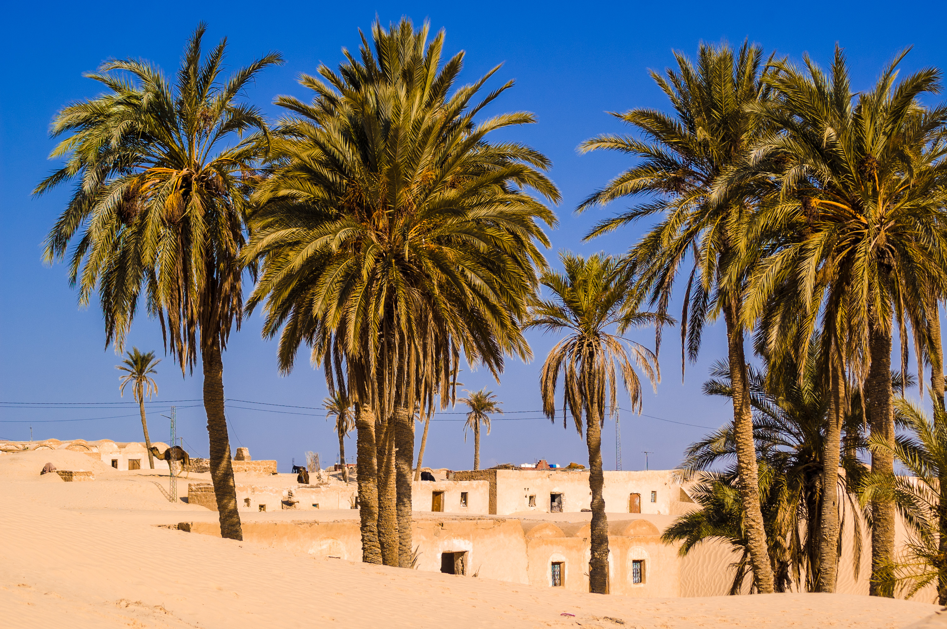 Palm grove of Sabria, houses amoug sandy dunes, dromadary, Tunisia / Palmeraie de Sabria, maisons dans les dunes de sable, dromadaire, désert du Sahara, Tunisie.
