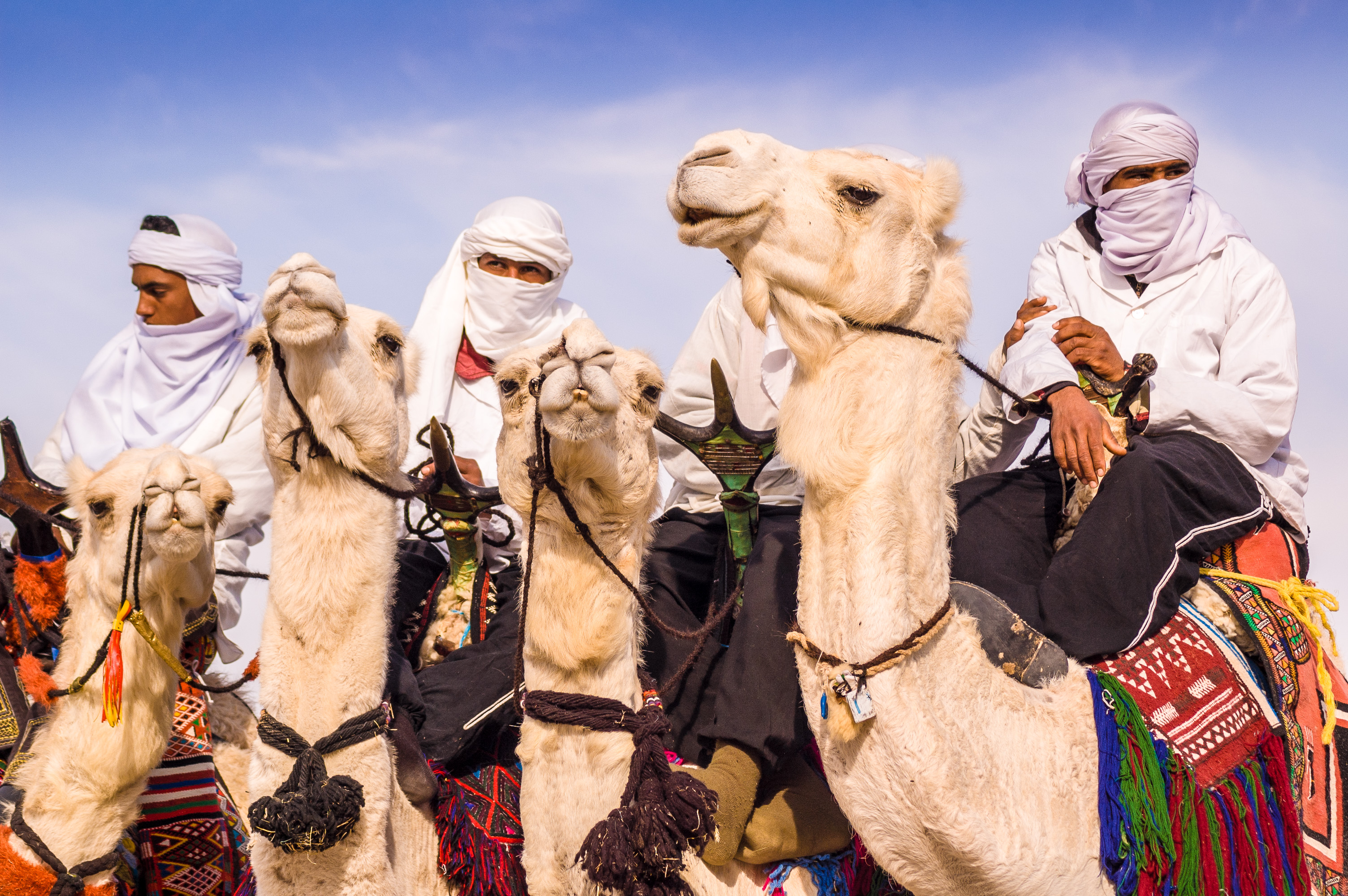 4 M'razigs men on their white dromadaries before the race on opening day of the Sahara International Festival in Douz, southwestern Tunisia. The International Sahara Festival in the city of Douz draws locals and tourists alike for a cultural event that celebrates the region's heritage and desert people / 4 hommes M'razigs sur leurs dromadaires blancs avant la course de la journée d'ouverture du Festival International du Sahara de Douz, Tunisie. Le Festival, qui attire touristes et locaux, célèbre les peuples du désert et l'héritage régional.