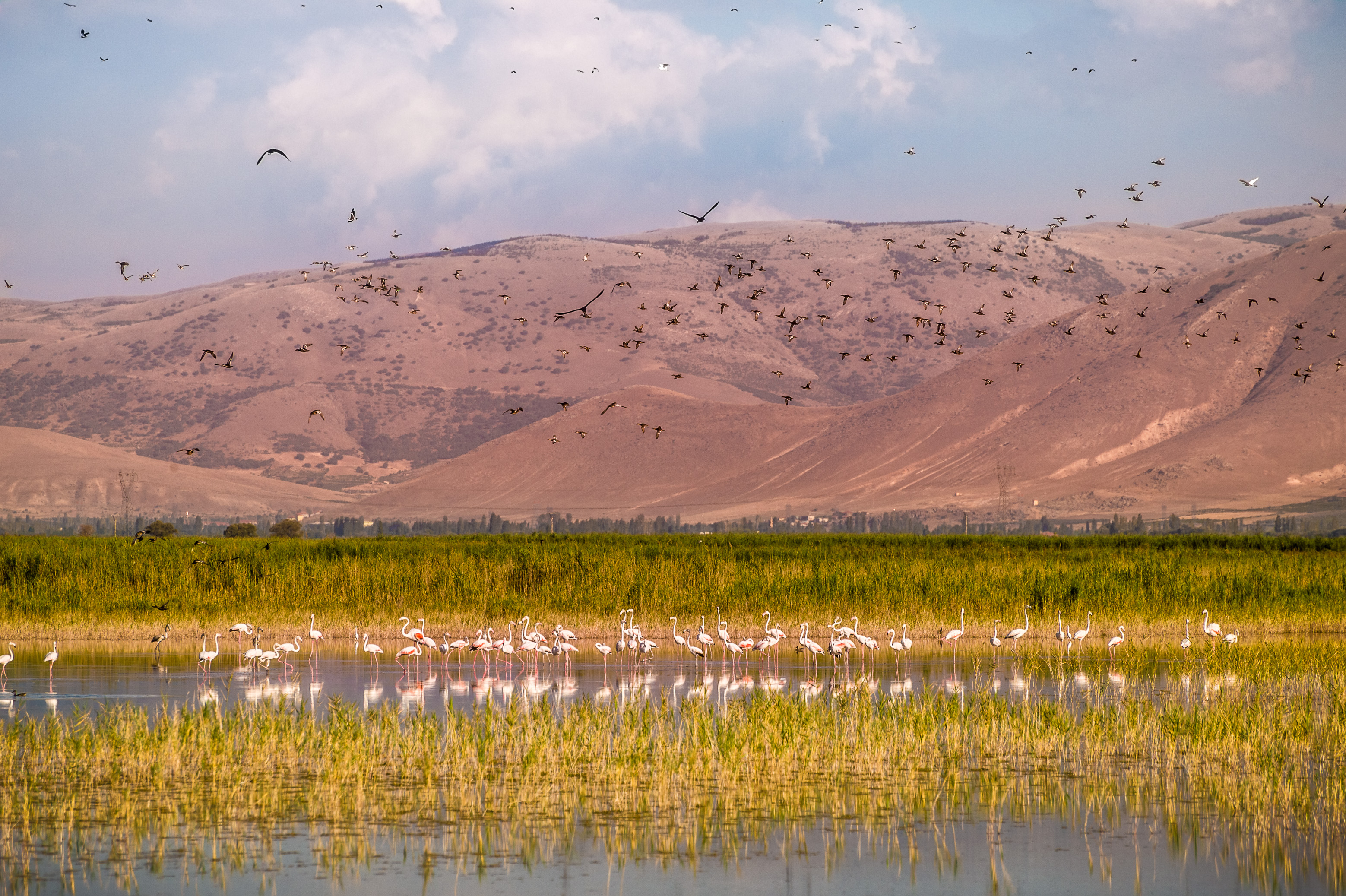 Turquie, Anatolie Centrale, province de Kayseri, Develi, Parc national des Marais du Sultan (Sultansazlığı Milli Parkı) // Turkey, Central Anatolia, Kayseri Province, Develi, Sultan Marsh National Park (Sultansazlığı Milli Parkı)