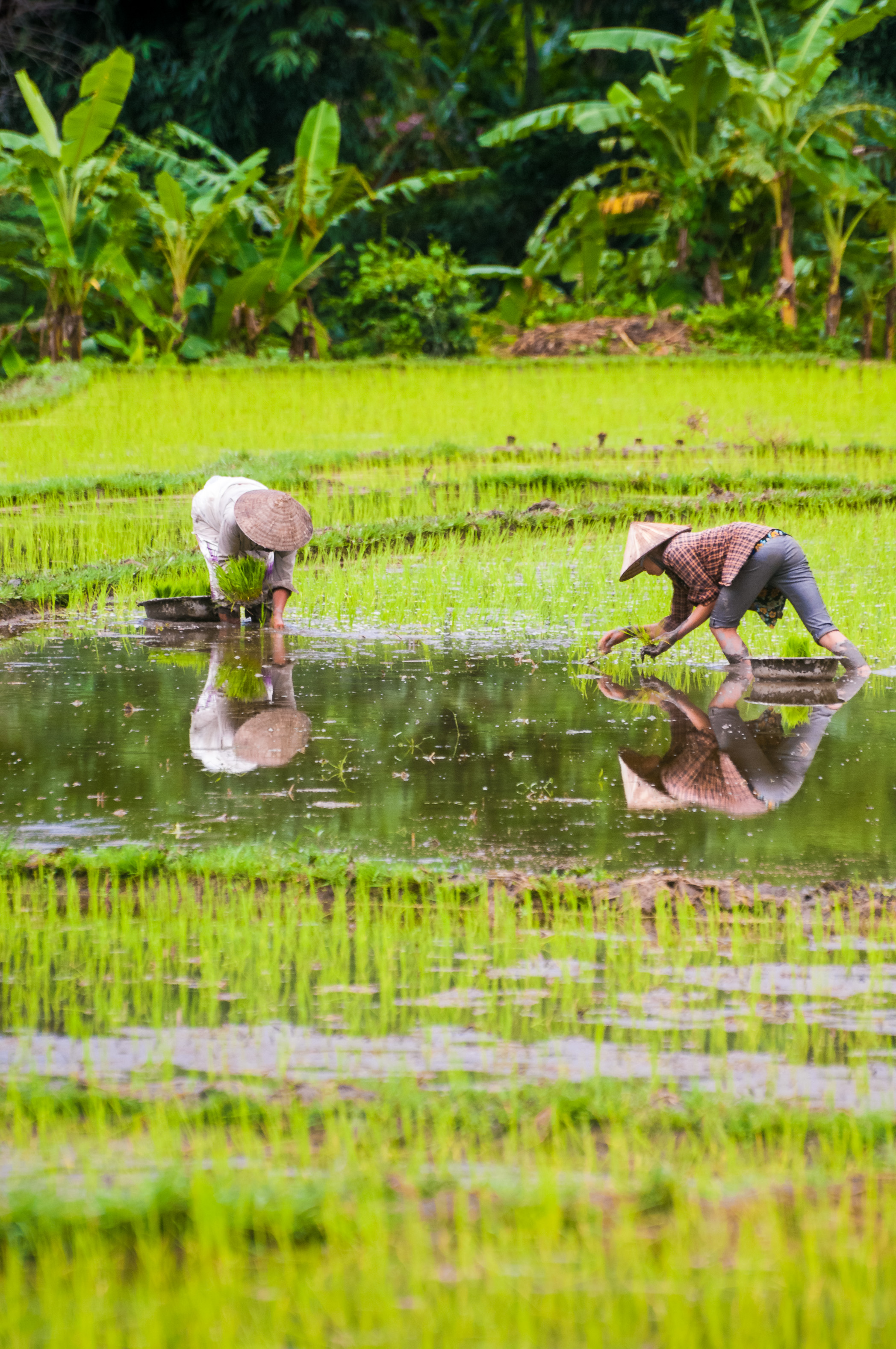 Asie du Sud-Est, Việt Nam, province de Mai Châu, Thaï blanc (Thai Dam) travaillant dans les rizières de la vallée de Mai Châu // Southeast Asia, Viet Nam, Mai Chau province, white Thaï (Thai Dam) working in the rice fields of the Mai Chau valley