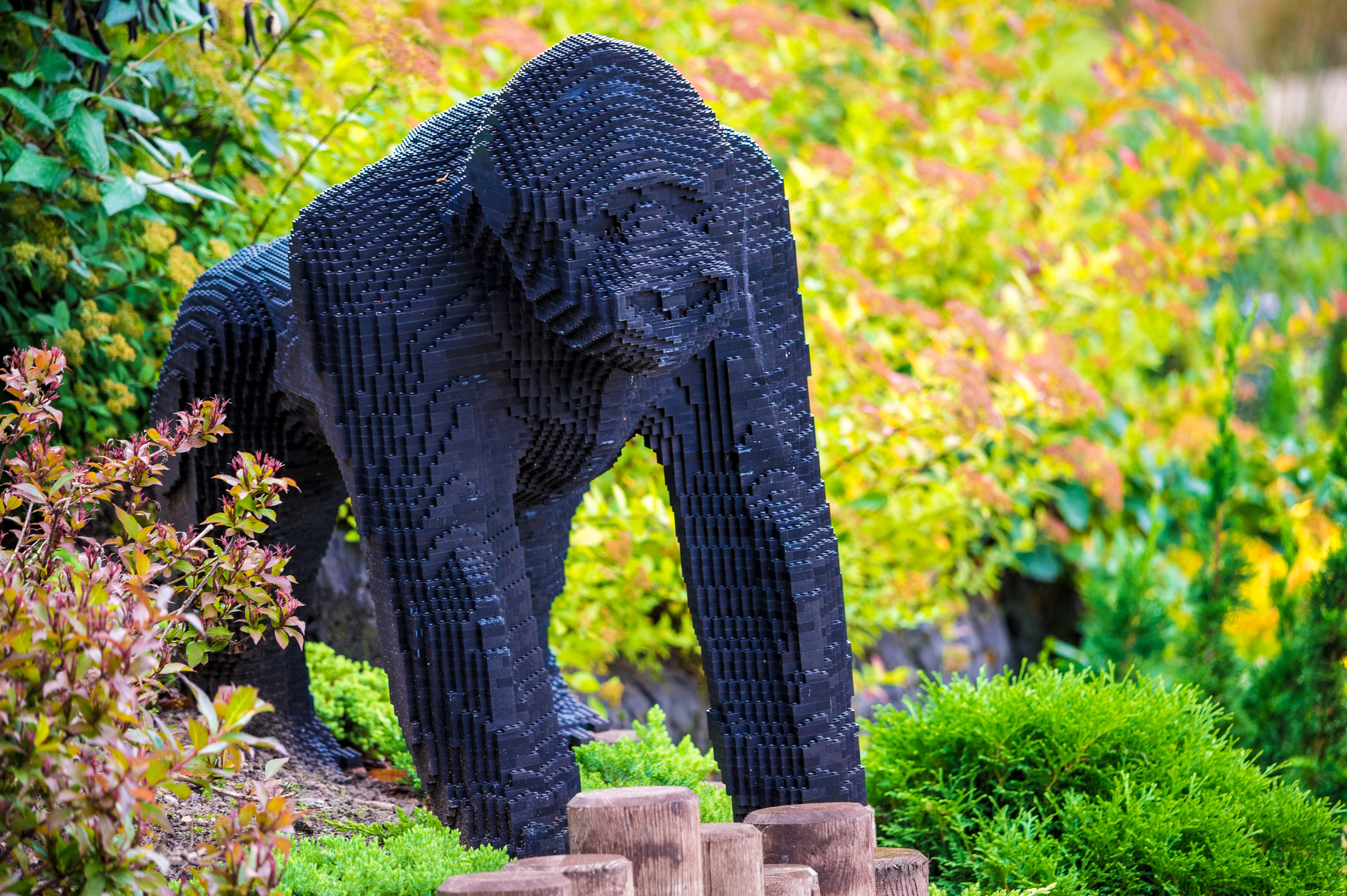 Danemark, Jutland, Billund, Legoland® Billund est le tout premier parc Legoland créé en 1968, près du siège de l'entreprise Lego® (le terme Lego est dérivé du danois «Leg godt» qui signifie «joue bien»), il est composé des espaces suivants : ici Lego® Safari avec ses animaux en sculptures de briques en taille réelle dans Miniland - véritable monde miniature animé, Legoredo Town, Imagination Zone, Knights' Kingdom, DUPLO Land, Pirate Land, LEGO City, Dino Island, Fun Town, Adventure Land, LEGO X-Treme, Traffic, Kingdom of The Pharaohs, Land of The Vikings, PR // Denmark, Jutland, Billund, Legoland® Billund is the first Legoland Park established in 1968, near the headquarters of the Lego® company (the term Lego is derived from the Danish "Leg godt" meaning "plays well"), it is consisting of the following spaces: here Lego® Safari with its animals in full-size brick sculptures in Miniland - real animated miniature world, Legoredo Town, Imagination Zone, Knights' Kingdom, DUPLO Land, Pirate Land, LEGO City, Dino Island, Fun Town, LEGO X-Treme, Land Adventure, Traffic, Kingdom of The Pharaohs, Land of The Vikings, PR