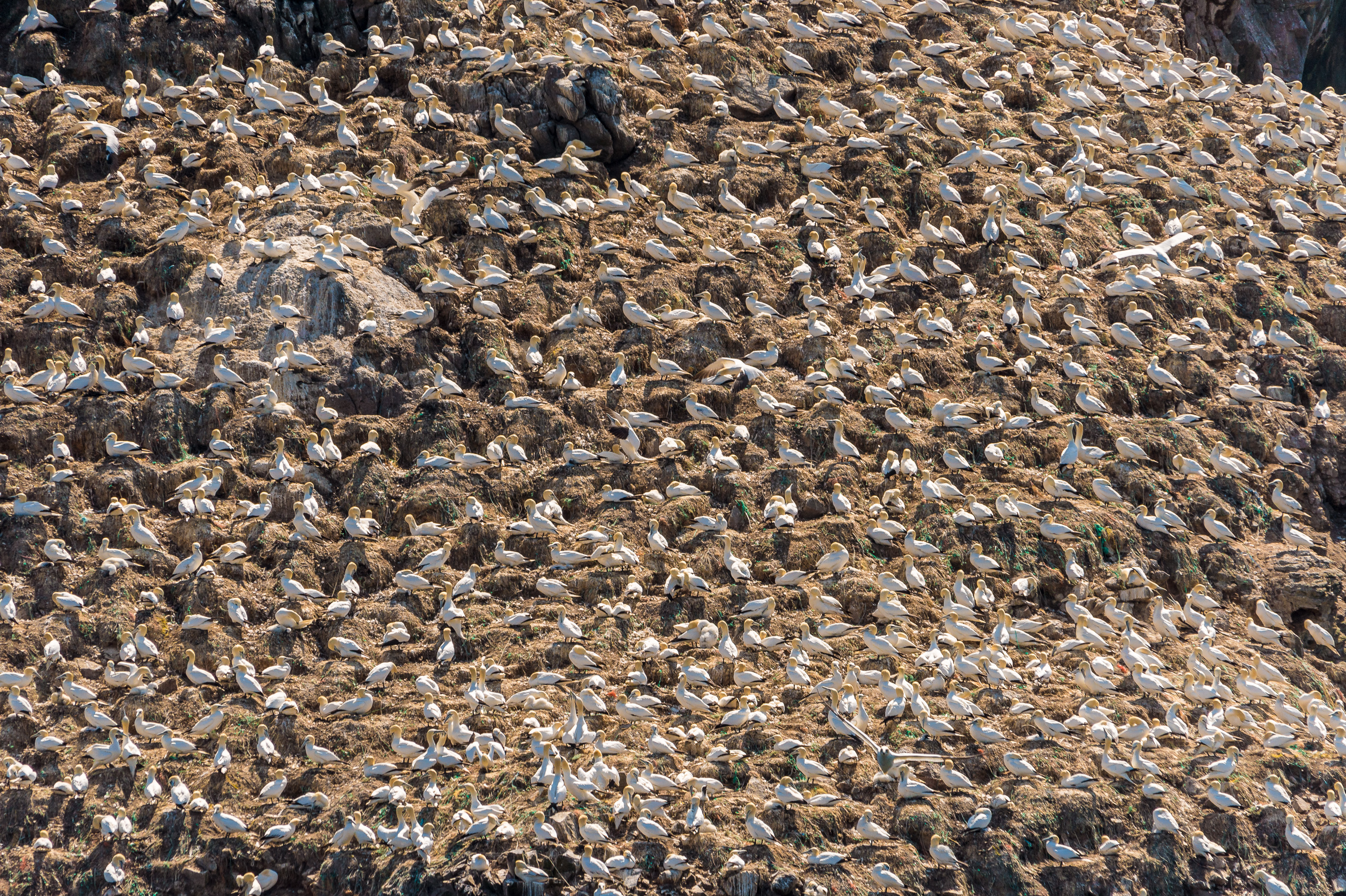 France, Côtes-d'Armor (22), Perros-Guirec, colonie de Fous de bassan (Morus bassanus) sur l'île Rouzic dans la réserve naturelle des Sept-Îles // France, Côtes-d'Armor (22), Perros-Guirec, colony of gannets (Morus bassanus) on Rouzic island in the Sept-Îles nature reserve