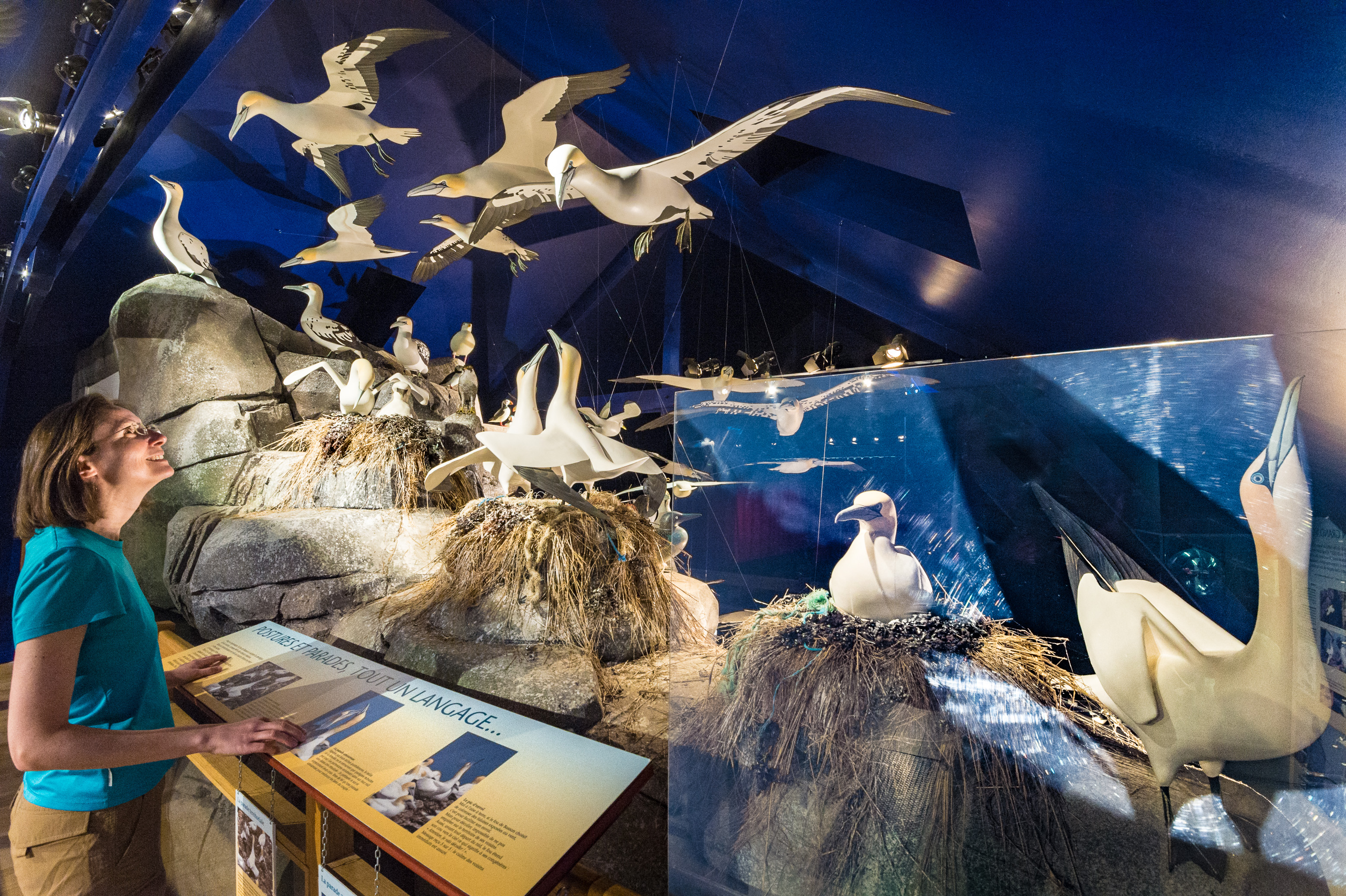 France, Côtes-d'Armor (22), côte de Granit Rose, Pleumeur-Bodou, île Grande, station ornithologique de la Ligue de Protection des Oiseaux (LPO), le musée ornithologique, MR PR // France, Côtes-d'Armor (22), Pink Granite Coast, Pleumeur-Bodou, Grande Island, ornithological station of the League of Protection of Birds (LPO), the ornithological museum