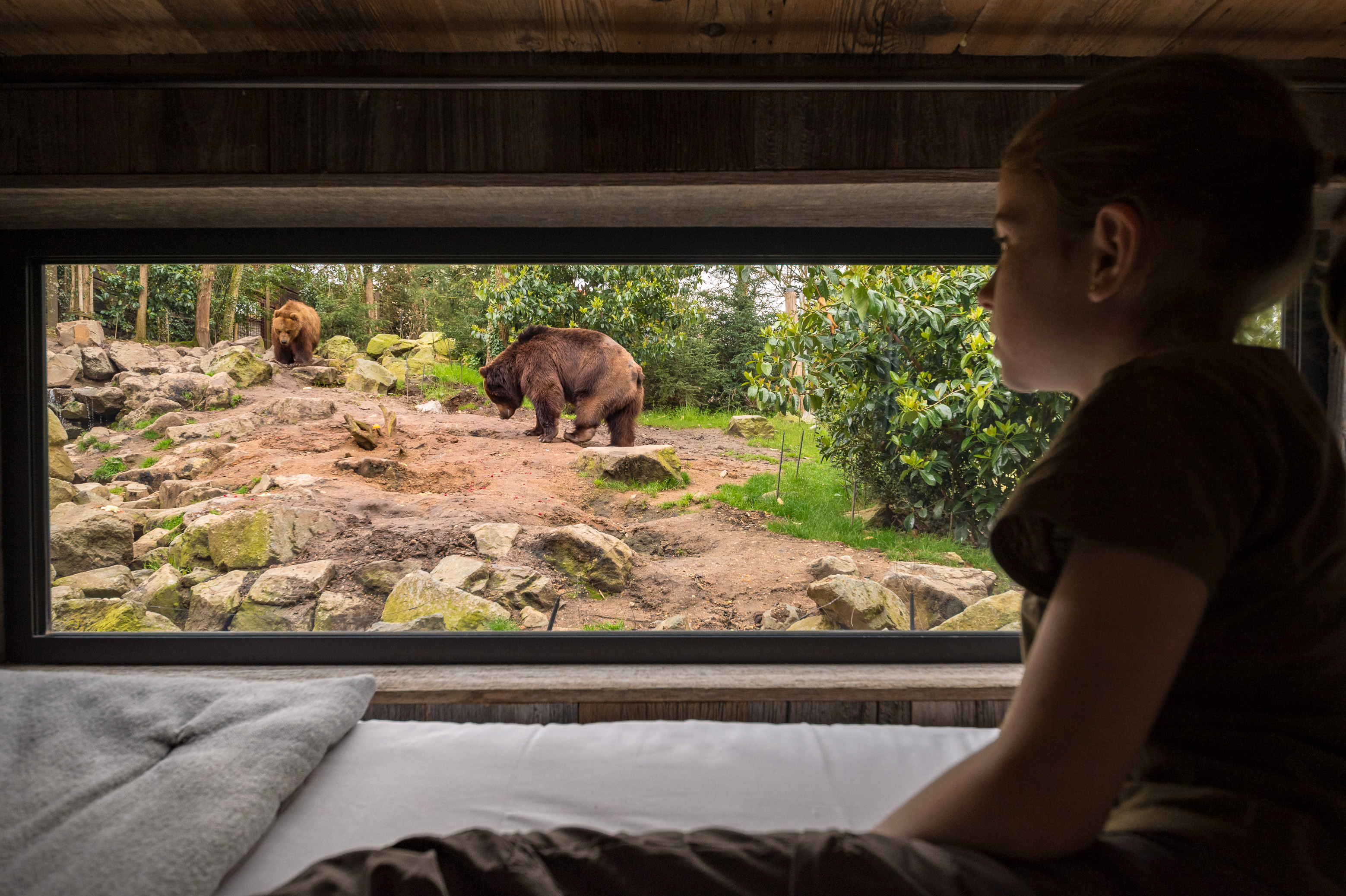 Europe, France, région du Val-de-Loire, département de la Sarthe (72), Le Tertre Rouge (72200) La Flèche, Zoo de la Flèche, hébergement insolite en famille au Beaver Creek Lodge pour un face à face intime avec les ours du Kamtchatka (ursus arctos beringianus), Statut de Protection - Convention de Washington Annexe II A (CITES), Statut UICN - Risque minimum – Préoccupation mineure (LR-lc), ici depuis la chambre d'enfants, PR, MR // Europe, France, Val-de-Loire, Sarthe (72), Le Tertre Rouge (72200) La Flèche, La Flèche Zoo, Unusual family accommodation at Beaver Creek Lodge for an intimate face-to-face with Kamchatka bears (Ursus arctos beringianus), Protection Status - Washington Convention Appendix II A (CITES), IUCN Statute - Minimum Risk - Least Concern (LR- lc), here from the children's room, PR, MR