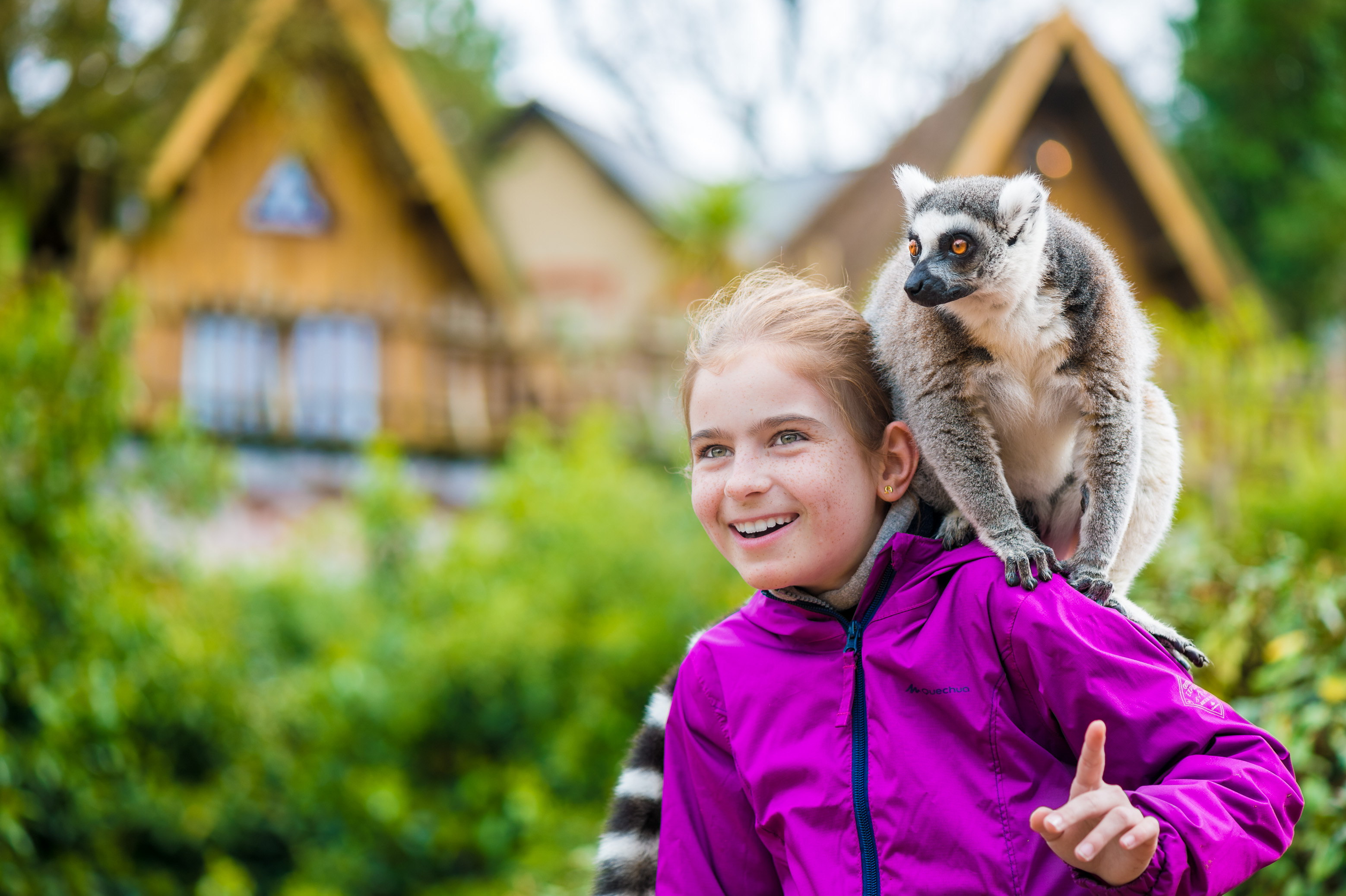 Europe, France, région du Val-de-Loire, département de la Sarthe (72), Le Tertre Rouge (72200) La Flèche, Zoo de la Flèche, hébergement insolite en famille au Tana Lodge pour une rencontre intime avec les Maki catta (Lemur catta ou Maki mococo ou maki à queue annelée ou lémur à queue annelée), Statut de protection - Convention de Washington Annexe I A (CITES), Statut UICN - Vulnérable (VU), PR, MR // Europe, France, Val-de-Loire, Sarthe (72), Le Tertre Rouge (72200) La Flèche, La Flèche Zoo, Unusual family accommodation at Tana Lodge for an intimate encounter with the Maki catta (Lemur catta or Maki mococo or ring-tailed maki or ring-tailed lemur), Protection Status - Washington Convention Appendix IA (CITES), IUCN Status - Vulnerable (VU), PR, MR