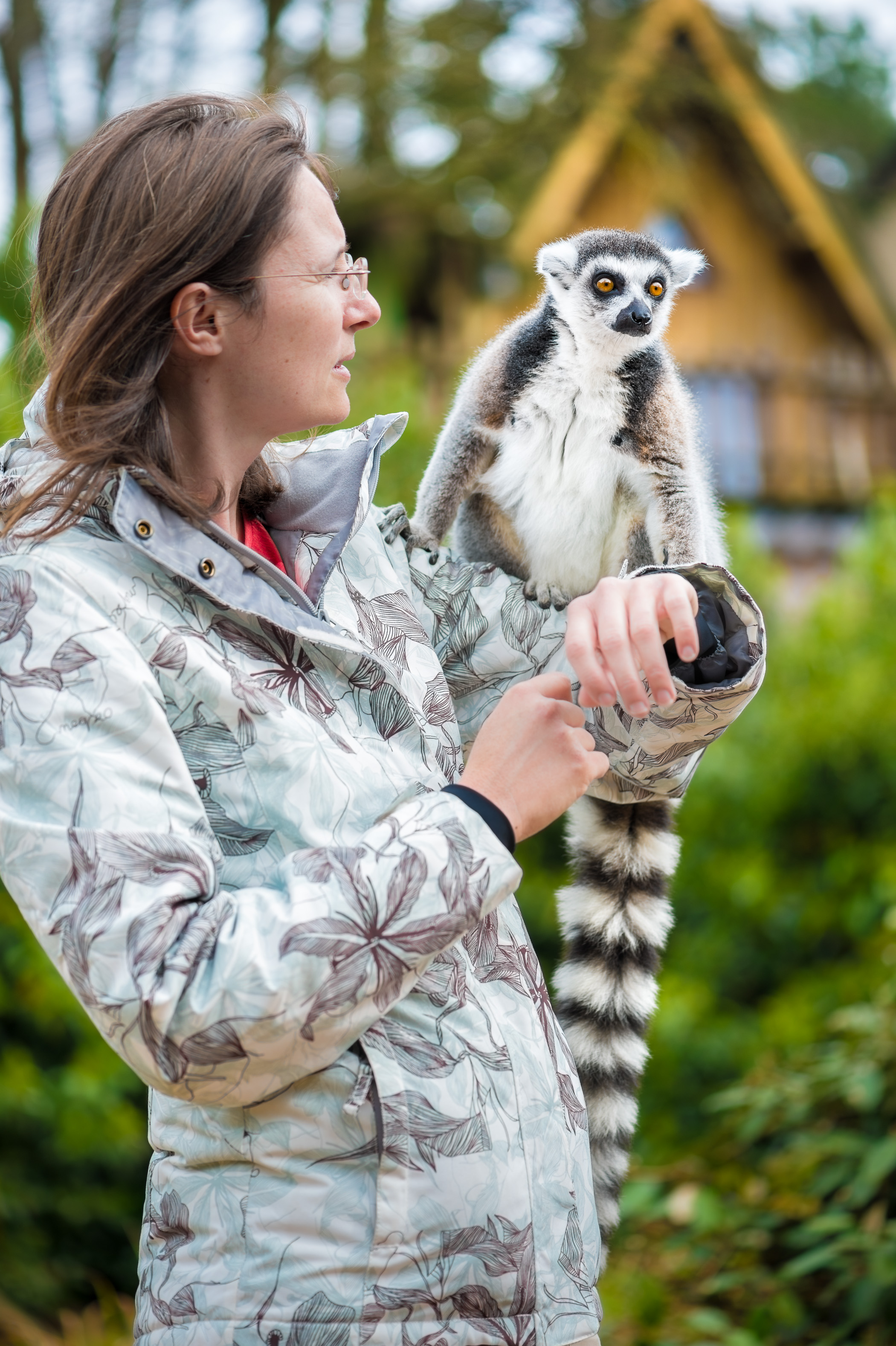 Europe, France, région du Val-de-Loire, département de la Sarthe (72), Le Tertre Rouge (72200) La Flèche, Zoo de la Flèche, hébergement insolite en famille au Tana Lodge pour une rencontre intime avec les Maki catta (Lemur catta ou Maki mococo ou maki à queue annelée ou lémur à queue annelée), Statut de protection - Convention de Washington Annexe I A (CITES), Statut UICN - Vulnérable (VU), PR, MR // Europe, France, Val-de-Loire, Sarthe (72), Le Tertre Rouge (72200) La Flèche, La Flèche Zoo, Unusual family accommodation at Tana Lodge for an intimate encounter with the Maki catta (Lemur catta or Maki mococo or ring-tailed maki or ring-tailed lemur), Protection Status - Washington Convention Appendix IA (CITES), IUCN Status - Vulnerable (VU), PR, MR