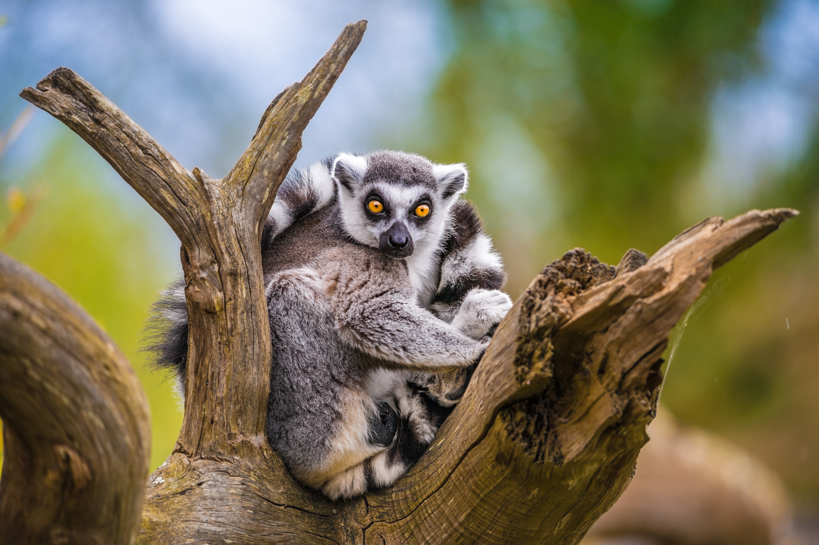 Europe, France, région du Val-de-Loire, département de la Sarthe (72), Le Tertre Rouge (72200) La Flèche, Zoo de la Flèche, hébergement insolite en famille au Tana Lodge pour une rencontre intime avec les Maki catta (Lemur catta ou Maki mococo ou maki à queue annelée ou lémur à queue annelée), Statut de protection - Convention de Washington Annexe I A (CITES), Statut UICN - Vulnérable (VU), PR, MR // Europe, France, Val-de-Loire, Sarthe (72), Le Tertre Rouge (72200) La Flèche, La Flèche Zoo, Unusual family accommodation at Tana Lodge for an intimate encounter with the Maki catta (Lemur catta or Maki mococo or ring-tailed maki or ring-tailed lemur), Protection Status - Washington Convention Appendix IA (CITES), IUCN Status - Vulnerable (VU), PR, MR