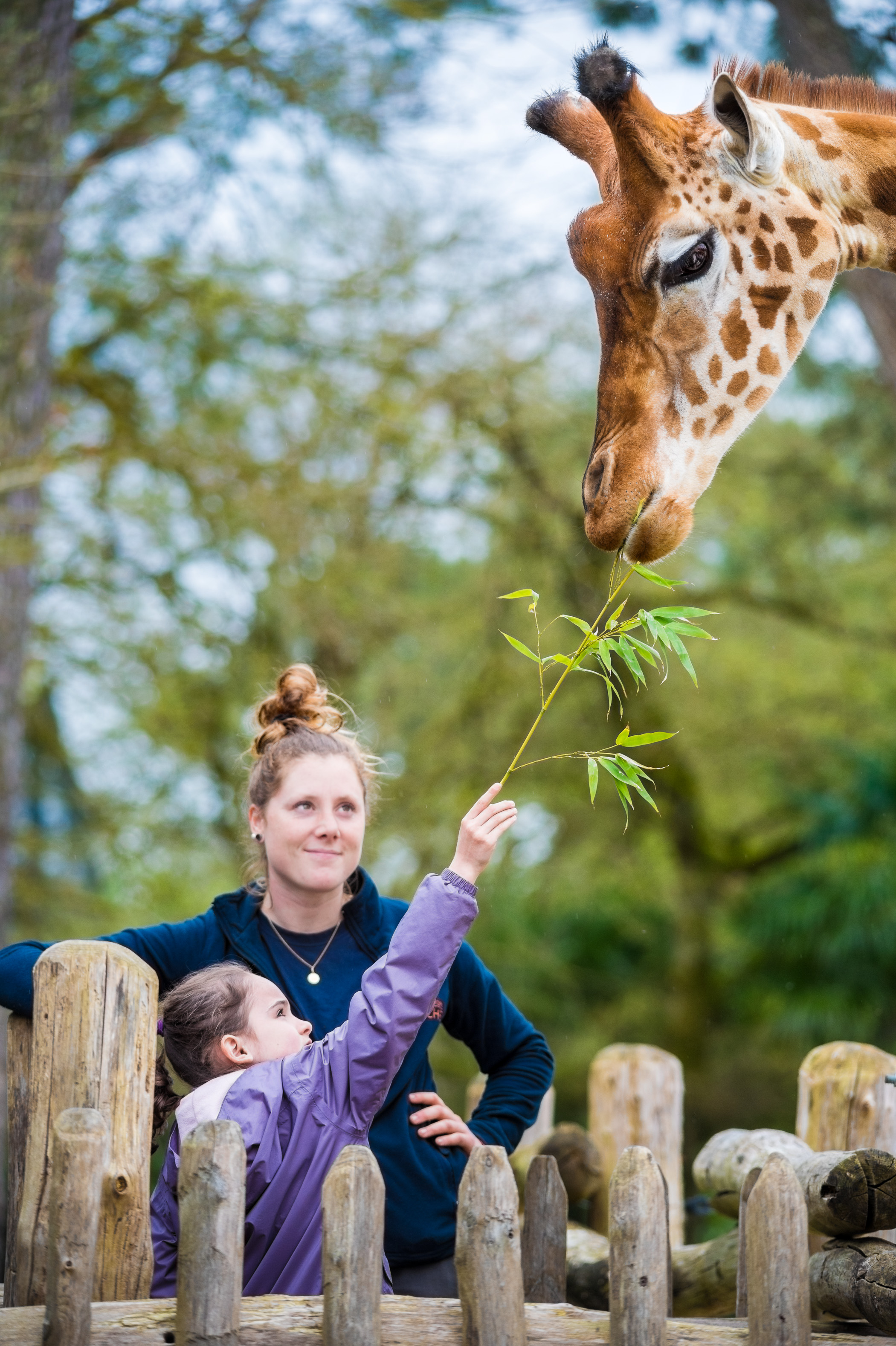 Europe, France, région du Val-de-Loire, département de la Sarthe (72), Le Tertre Rouge (72200) La Flèche, Zoo de la Flèche, nourrissage des girafes lors de l'activité "Soigneur d'un jour", ouverte à tous dès l'âge de 8 ans, qui permet de se mettre dans la peau d'un soigneur pour s'occuper des animaux sous sa supervision, Statut UICN - Risque minimum – dépendant de mesures de conservation (LR-cd), PR, MR // Europe, France, Val-de-Loire, Sarthe (72), Le Tertre Rouge (72200) La Flèche, La Flèche Zoo, feeding giraffes during the activity "Keeper for a day", open to everyone from the age of 8, which allows you to put yourself in the shoes of a keeper to take care of animals under his supervision, IUCN - Minimum Risk - Dependent on Conservation Measures (LR-cd), PR, MR