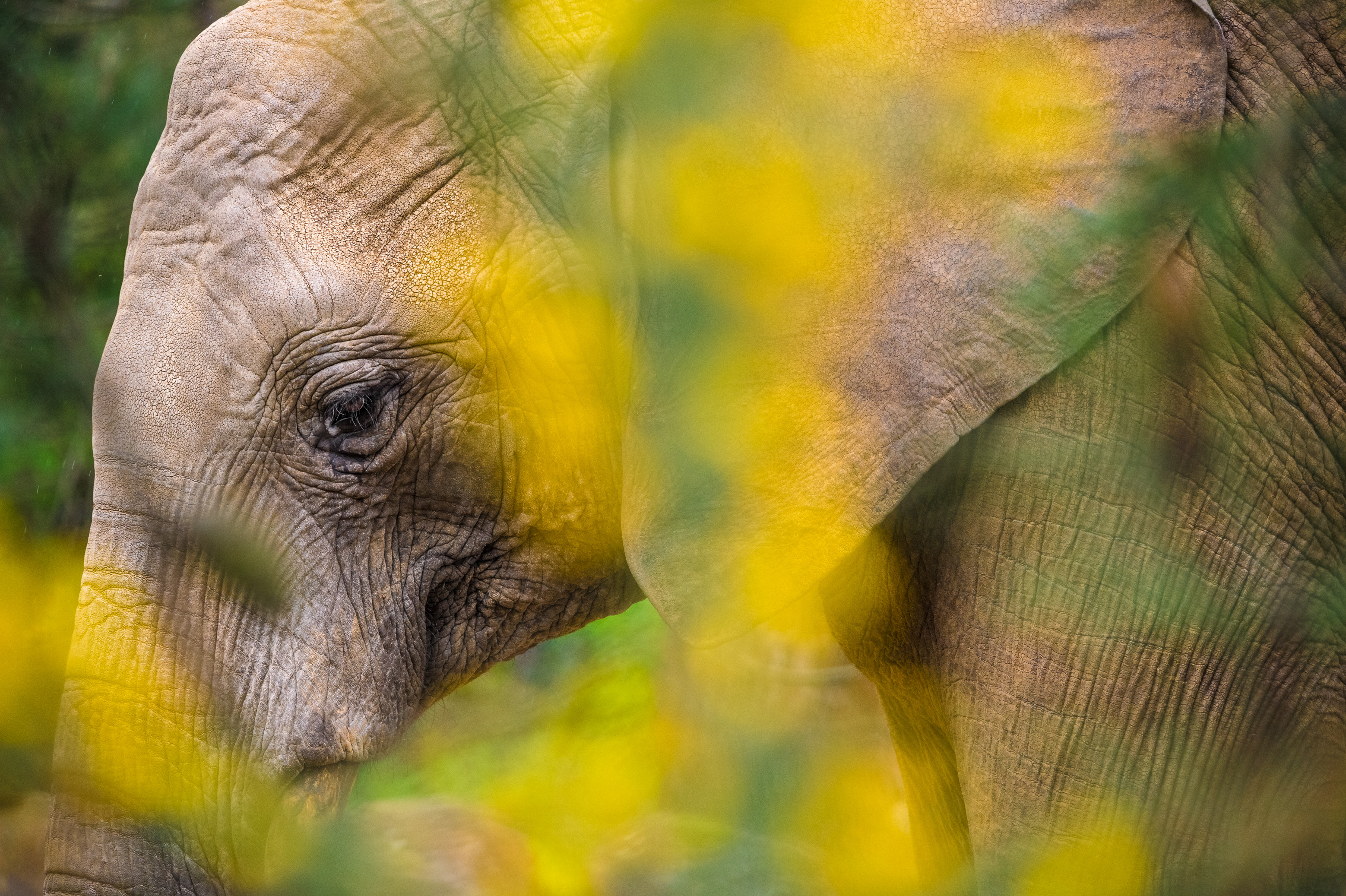 Europe, France, région du Val-de-Loire, département de la Sarthe (72), Le Tertre Rouge (72200) La Flèche, Zoo de la Flèche, éléphant d'Afrique (Loxodonta africana) juvénile dans la crèche pour éléphanteaux, Statut de protection - Convention de Washington Annexe I A (CITES) (sauf certaines populations), Statut UICN - Vulnérable (VU), PR // Europe, France, Val-de-Loire, Sarthe (72), Le Tertre Rouge (72200) La Flèche, La Flèche Zoo, African elephant (Loxodonta africana) juvenile in nursery for elephants, Protection status - Washington Convention Appendix I A (CITES) (except certain populations), IUCN Status - Vulnerable (VU), PR
