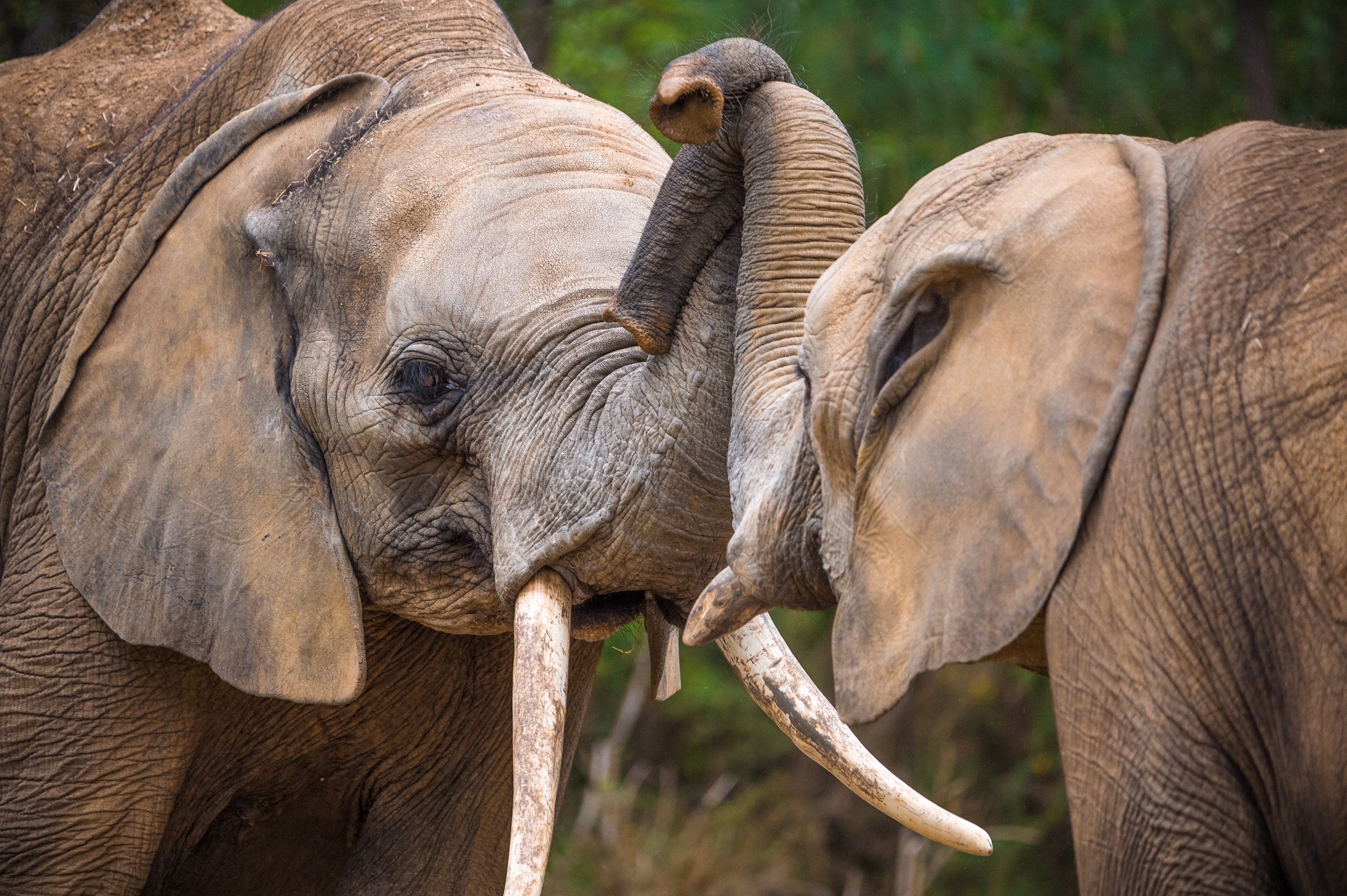 Europe, France, région du Val-de-Loire, département de la Sarthe (72), Le Tertre Rouge (72200) La Flèche, Zoo de la Flèche, éléphants d'Afrique (Loxodonta africana) juvéniles mâles dans la crèche pour éléphanteaux, Statut de protection - Convention de Washington Annexe I A (CITES) (sauf certaines populations), Statut UICN - Vulnérable (VU), PR // Europe, France, Val-de-Loire, Sarthe (72), Le Tertre Rouge (72200) La Flèche, La Flèche Zoo, African elephants (Loxodonta africana) male juveniles in the nursery for elephants, Protection status - Washington Convention Appendix I A (CITES) (except certain populations), IUCN status - Vulnerable (VU), PR