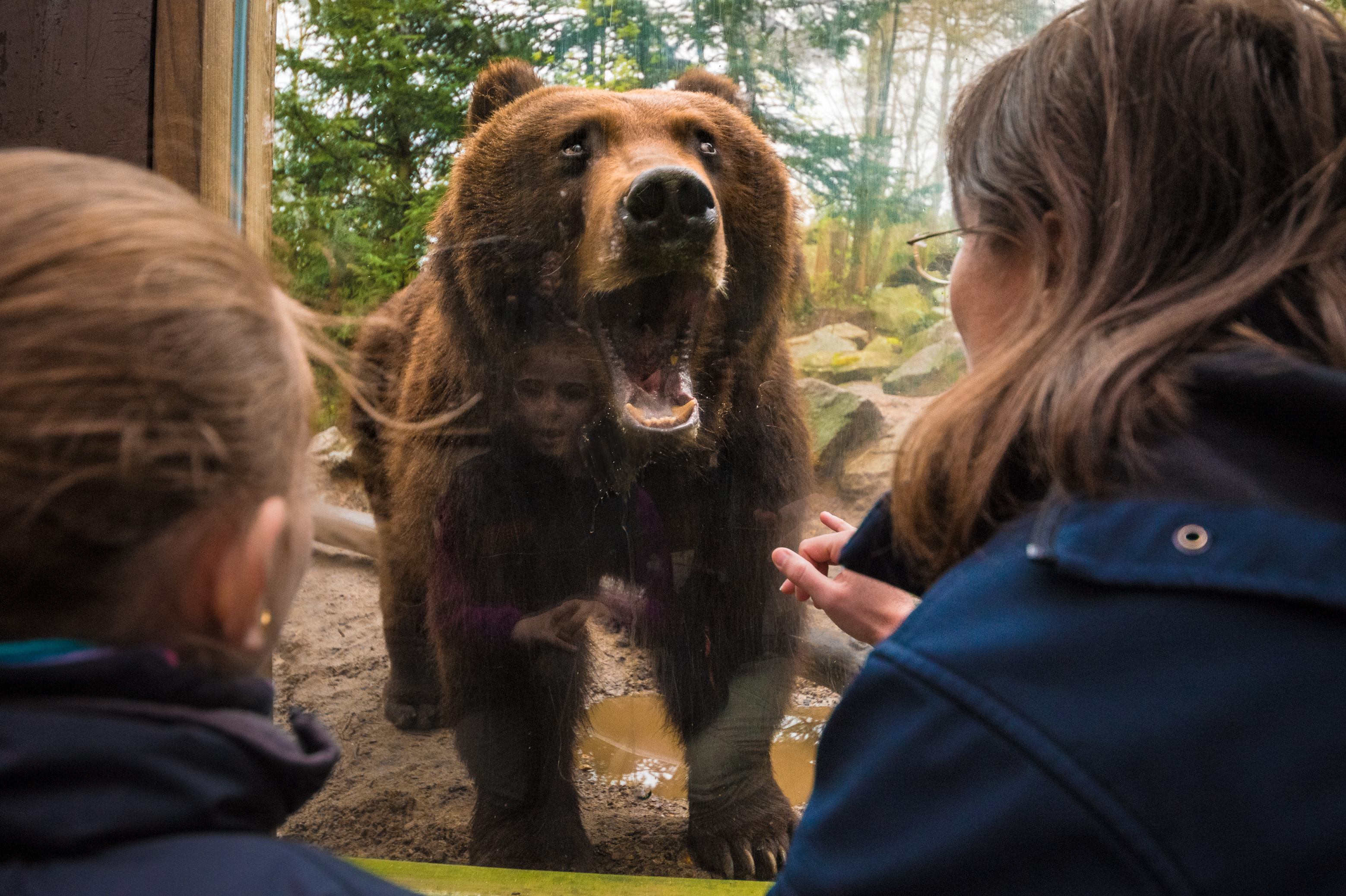 Europe, France, région du Val-de-Loire, département de la Sarthe (72), Le Tertre Rouge (72200) La Flèche, Zoo de la Flèche, face à face avec un ours du Kamtchatka (ursus arctos beringianus), lors de l'activité "Soigneur d'un jour", ouverte à tous dès l'âge de 8 ans, qui permet de se mettre dans la peau d'un soigneur pour s'occuper des animaux sous sa supervision, Statut de Protection - Convention de Washington Annexe II A (CITES), Statut UICN - Risque minimum – Préoccupation mineure (LR-lc), PR, MR // Europe, France, Val-de-Loire, Sarthe (72), Le Tertre Rouge (72200) La Flèche, La Flèche Zoo, face to face with a bear of Kamchatka (Ursus arctos beringianus), during the activity "Keeper for a day", open to everyone from the age of 8, which allows you to put yourself in the shoes of a keeper to take care of animals under his supervision, Protection Status - Washington Convention Annex II A (CITES), IUCN Statute - Minimum Risk - Least Concern (LR-lc), PR, MR
