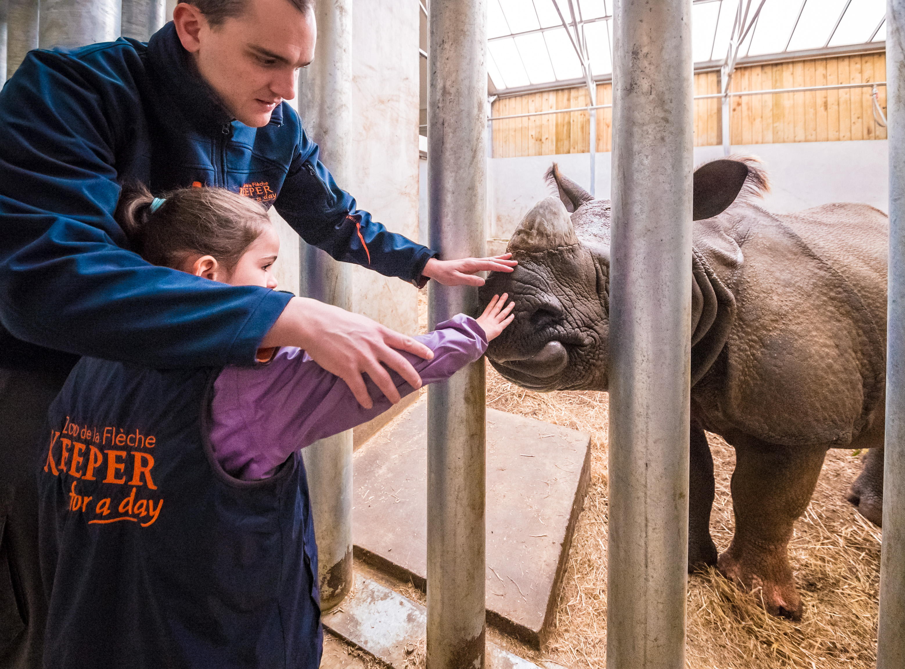 Europe, France, région du Val-de-Loire, département de la Sarthe (72), Le Tertre Rouge (72200) La Flèche, Zoo de la Flèche, nourrissage à base de pommes d'un Rhinocéros indien (Rhinoceros unicornis), lors de l'activité "Soigneur d'un jour", ouverte à tous dès l'âge de 8 ans, qui permet de se mettre dans la peau d'un soigneur pour s'occuper des animaux sous sa supervision, Statut de protection - Convention de Washington Annexe I (CITES), Statut UICN - Menacé - Vulnérable (VU), PR, MR // Europe, France, Val-de-Loire, Sarthe (72), Le Tertre Rouge (72200) La Flèche, La Flèche Zoo, feeding of an Indian rhinoceros (Rhinoceros unicornis) with apples, during the activity "Keeper for a day", open to everyone from the age of 8, which allows you to put yourself in the shoes of a keeper to take care of animals under his supervision, Protection Status - Washington Convention Appendix I (CITES), IUCN Status - Threatened - Vulnerable (VU), PR, MR
