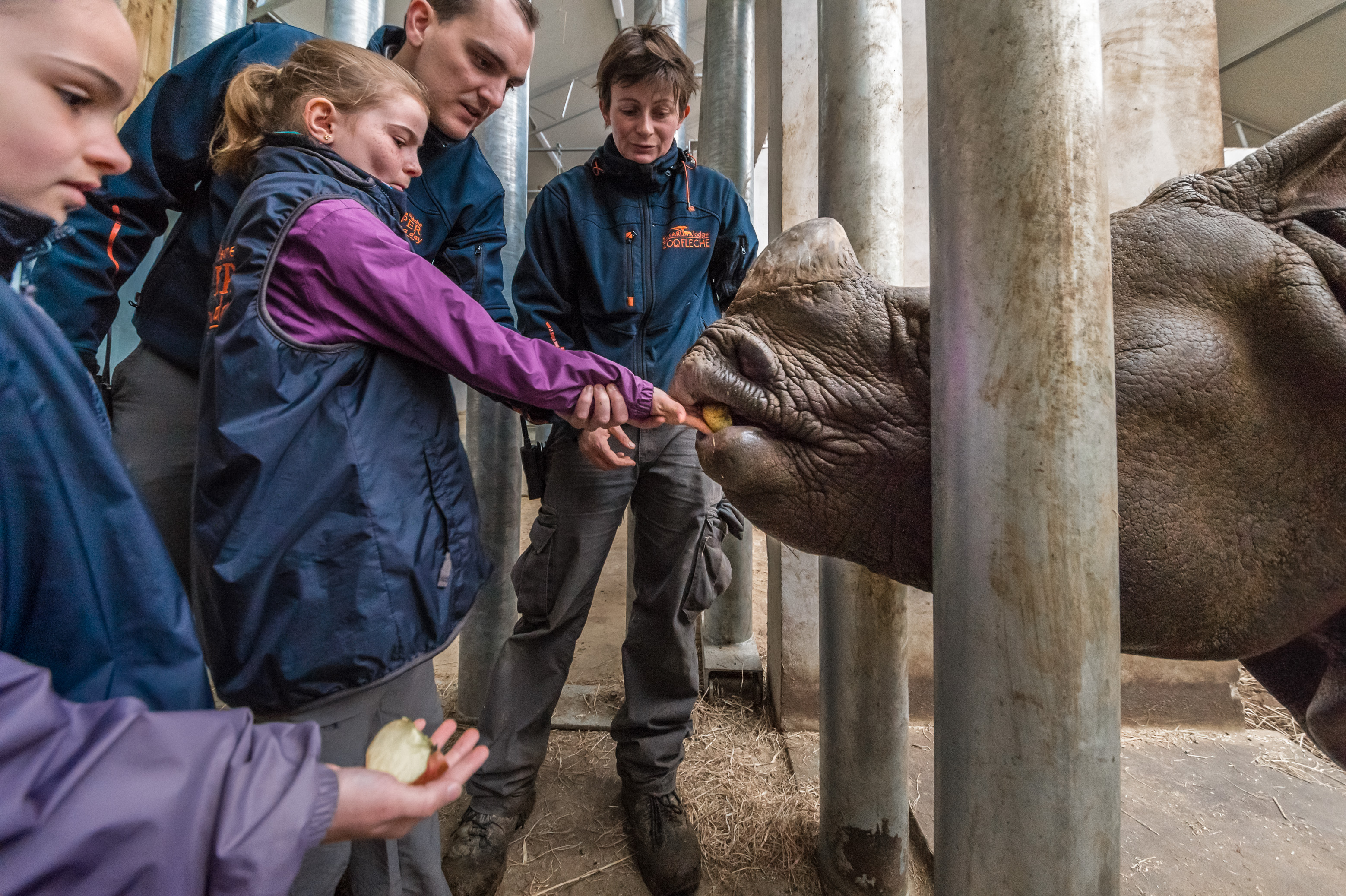 Europe, France, région du Val-de-Loire, département de la Sarthe (72), Le Tertre Rouge (72200) La Flèche, Zoo de la Flèche, nourrissage à base de pommes d'un Rhinocéros indien (Rhinoceros unicornis), lors de l'activité "Soigneur d'un jour", ouverte à tous dès l'âge de 8 ans, qui permet de se mettre dans la peau d'un soigneur pour s'occuper des animaux sous sa supervision, Statut de protection - Convention de Washington Annexe I (CITES), Statut UICN - Menacé - Vulnérable (VU), PR, MR // Europe, France, Val-de-Loire, Sarthe (72), Le Tertre Rouge (72200) La Flèche, La Flèche Zoo, feeding of an Indian rhinoceros (Rhinoceros unicornis) with apples, during the activity "Keeper for a day", open to everyone from the age of 8, which allows you to put yourself in the shoes of a keeper to take care of animals under his supervision, Protection Status - Washington Convention Appendix I (CITES), IUCN Status - Threatened - Vulnerable (VU), PR, MR