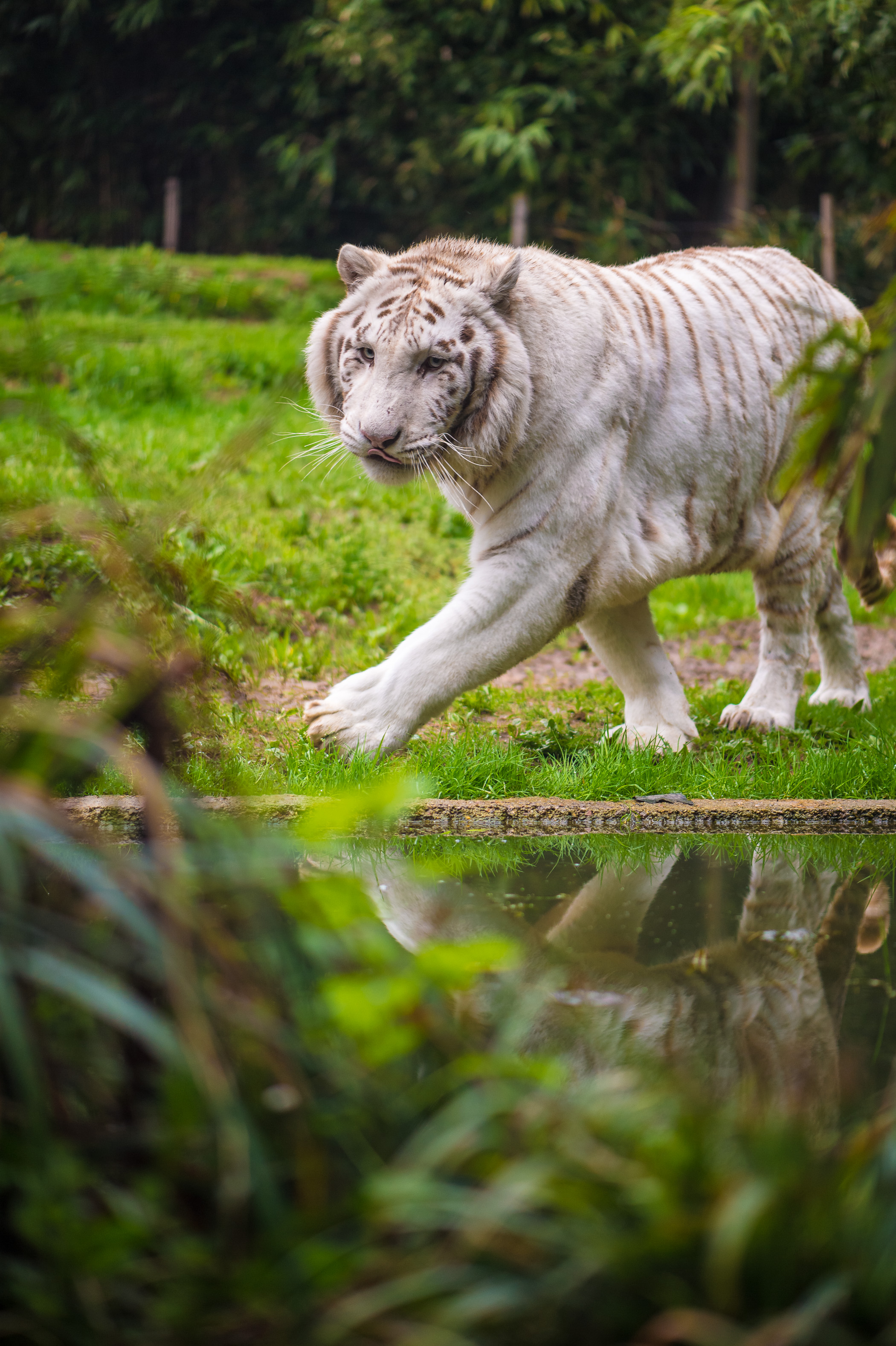 Europe, France, région du Val-de-Loire, département de la Sarthe (72), Le Tertre Rouge (72200) La Flèche, Zoo de la Flèche, enrichissement (cache de nourriture, jeux et odeurs, pour éveiller les animaux au quotidien et préserver leur instinct de chasse) et nettoyage de l'enclos des Tigres blancs royaux (Panthera tigris), lors de l'activité "Soigneur d'un jour", ouverte à tous dès l'âge de 8 ans, qui permet de se mettre dans la peau d'un soigneur pour s'occuper des animaux sous sa supervision, PR // Europe, France, Val-de-Loire, Sarthe (72), Le Tertre Rouge (72200) La Flèche, La Flèche Zoo, enrichment (hiding food, games and smells, to awaken the animals daily and preserve their hunting instinct) and cleaning the enclosure of the Royal White Tigers (Panthera tigris), during the activity "Keeper for a day", open to everyone from the age of 8, which allows you to put yourself in the shoes of a keeper to take care of animals under his supervision, PR