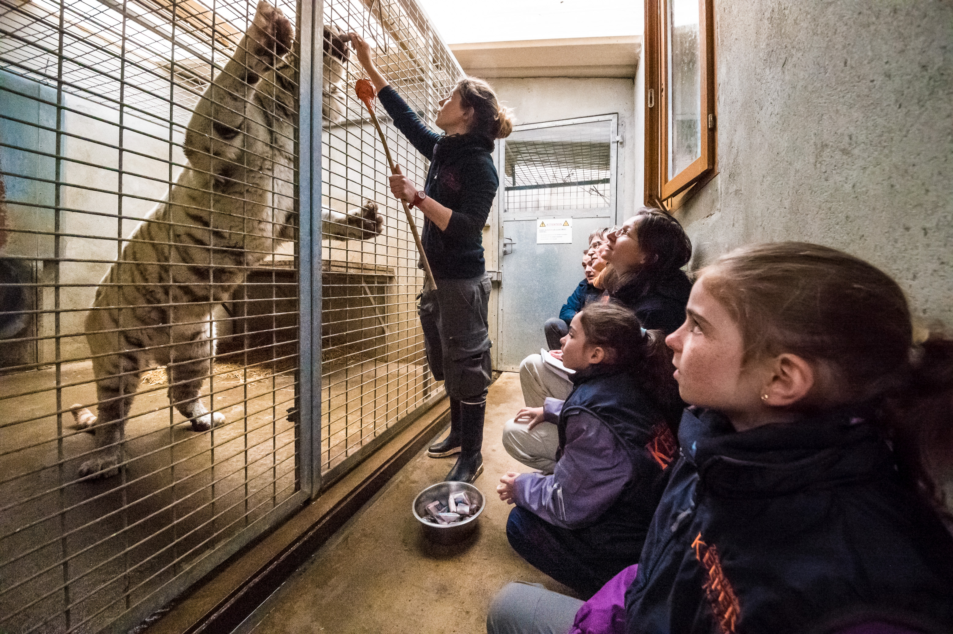 Europe, France, région du Val-de-Loire, département de la Sarthe (72), Le Tertre Rouge (72200) La Flèche, Zoo de la Flèche, séance de medical training, entraînement durant lequel l'animal doit toucher du museau la cible pointée sur la grille, de façon à vérifier ses parties d'anatomie cachées (ventre, creux des pattes) de manière non intrusive, lors de l'activité "Soigneur d'un jour", ouverte à tous dès l'âge de 8 ans, qui permet de se mettre dans la peau d'un soigneur pour s'occuper des animaux sous sa supervision, PR, MR // Europe, France, Val-de-Loire, Sarthe (72), Le Tertre Rouge (72200) La Flèche, La Flèche Zoo, medical training session, during which the animal must touch the muzzle pointing at the target on the grid, so as to check its hidden anatomy parts (belly, hollow of the legs) in a non-intrusive way, during the activity "Keeper for a day", open to everyone from the age of 8, which allows you to put yourself in the shoes of a keeper to take care of animals under his supervision, PR, MR