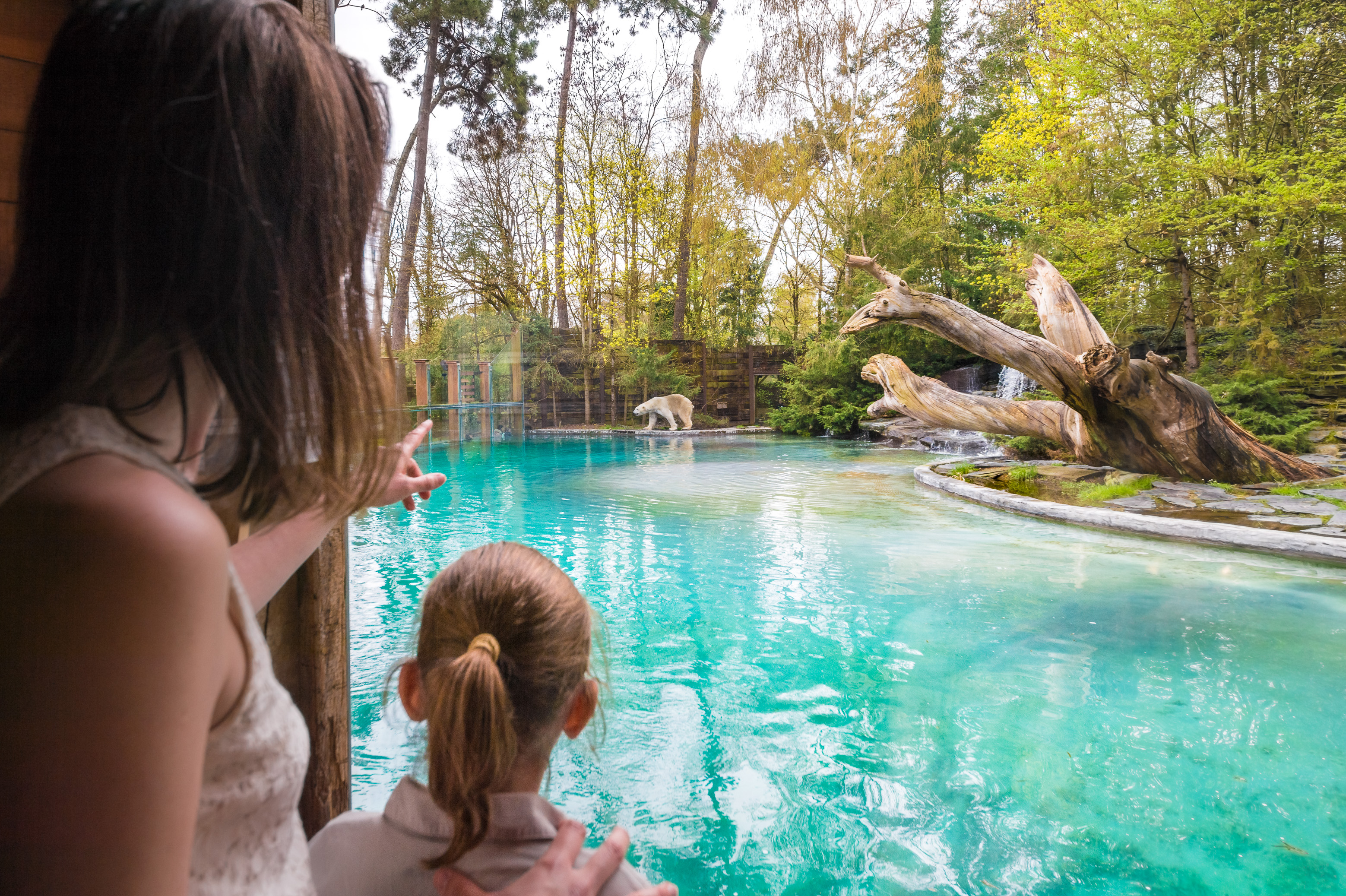 Europe, France, région du Val-de-Loire, département de la Sarthe (72), Le Tertre Rouge (72200) La Flèche, Zoo de la Flèche, hébergement insolite en famille à l'Arctic Lodge pour un face à face intime avec les ours blancs ou ours polaires (Ursus maritimus), ici la grande salle de vie avec vue imprenable sur le bassin des ours, Statut de protection - Convention de Washington Annexe II B (CITES), Statut UICN - Risque minimum – dépendant de mesures de conservation (LR-cd), PR, MR // Europe, France, Val-de-Loire, Sarthe (72), Le Tertre Rouge (72200) La Flèche, La Flèche Zoo, Unusual family accommodation at Arctic Lodge for an intimate face to face with polar bears bears (Ursus maritimus), here the large living room with breathtaking views of the Bear pool, Protection Status - Washington Convention Annex II B (CITES), IUCN status - Minimum risk - dependent on conservation measures (LR-cd), PR, MR