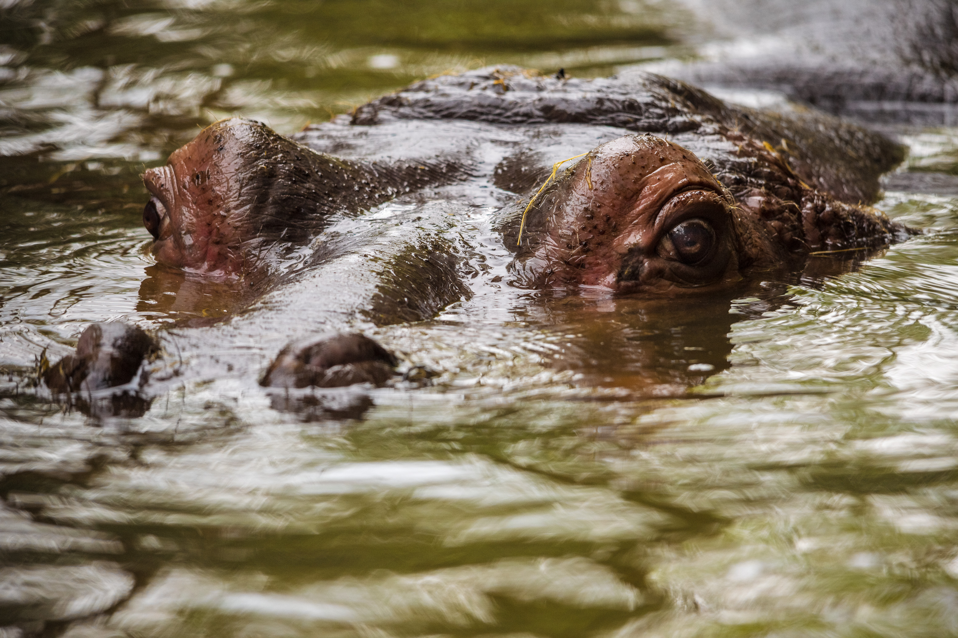 Europe, France, région du Val-de-Loire, département de la Sarthe (72), Le Tertre Rouge (72200) La Flèche, Zoo de la Flèche, Hippopotame (Hippopotamidae) dans son bassin, Statut de Protection - Convention de Washington Annexe II B (CITES), Statut UICN - Risque minimum – Préoccupation mineure (LR-lc), PR // Europe, France, Val-de-Loire, Sarthe (72), Le Tertre Rouge (72200) La Flèche, La Flèche Zoo, Hippopotamus (Hippopotamidae) in its pool, Protection Status - Washington Convention Appendix II B (CITES), IUCN Status - Minimum Risk - Least Concern (LR-lc), PR