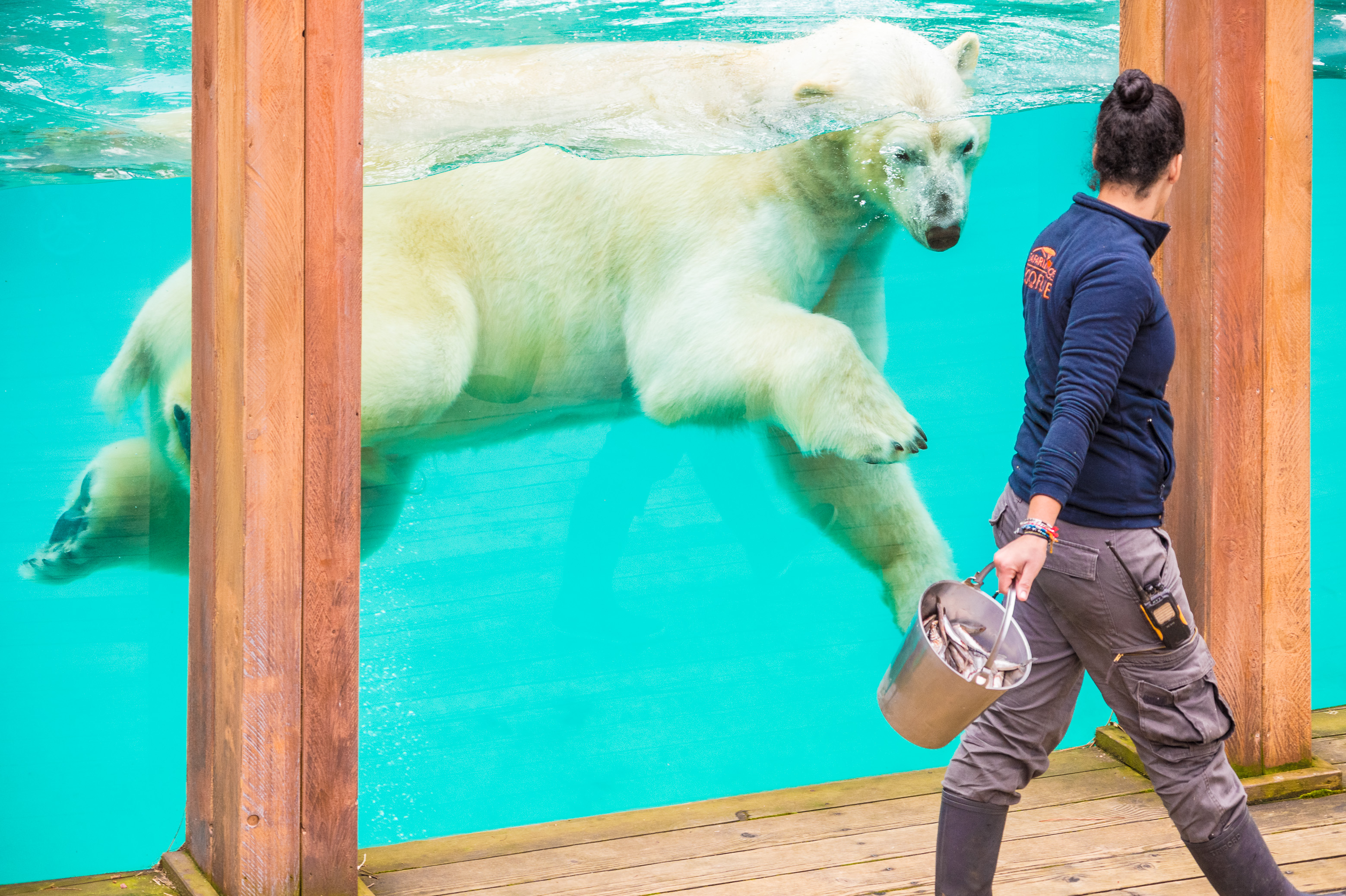 Europe, France, région du Val-de-Loire, département de la Sarthe (72), Le Tertre Rouge (72200) La Flèche, Zoo de la Flèche, Taïko, mâle ours blanc ou ours polaire (Ursus maritimus) nageant dans son bassin pour suivre la soigneuse, Statut de protection - Convention de Washington Annexe II B (CITES), Statut UICN - Risque minimum – dépendant de mesures de conservation (LR-cd), PR, MR // Europe, France, Val-de-Loire, Sarthe (72), Le Tertre Rouge (72200) La Flèche, La Flèche Zoo, Taïko, male polar bear (Ursus maritimus) swimming in its pond to follow the keeper, Protection status - Washington Convention Appendix II B (CITES), IUCN Status - Minimum risk - dependent on conservation measures (LR-cd ), PR, MR