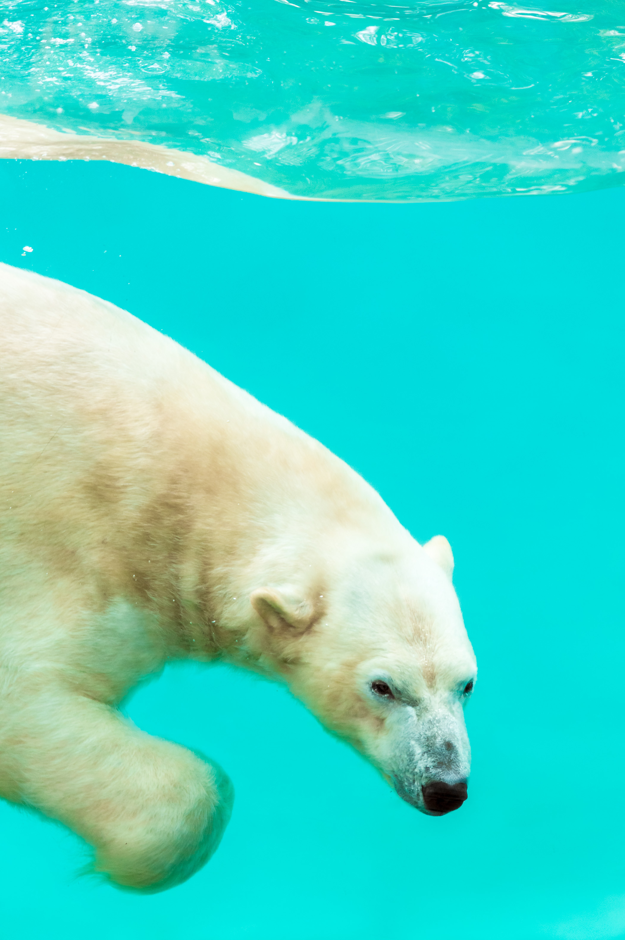Europe, France, région du Val-de-Loire, département de la Sarthe (72), Le Tertre Rouge (72200) La Flèche, Zoo de la Flèche, Taïko, mâle ours blanc ou ours polaire (Ursus maritimus) nageant dans son bassin, Statut de protection - Convention de Washington Annexe II B (CITES), Statut UICN - Risque minimum – dépendant de mesures de conservation (LR-cd), PR // Europe, France, Val-de-Loire, Sarthe (72), Le Tertre Rouge (72200) La Flèche, La Flèche Zoo, Taïko, male polar bear (Ursus maritimus) swimming in its basin, Protection status - Washington Convention Appendix II B (CITES), IUCN Status - Minimum risk - dependent on conservation measures (LR-cd), PR