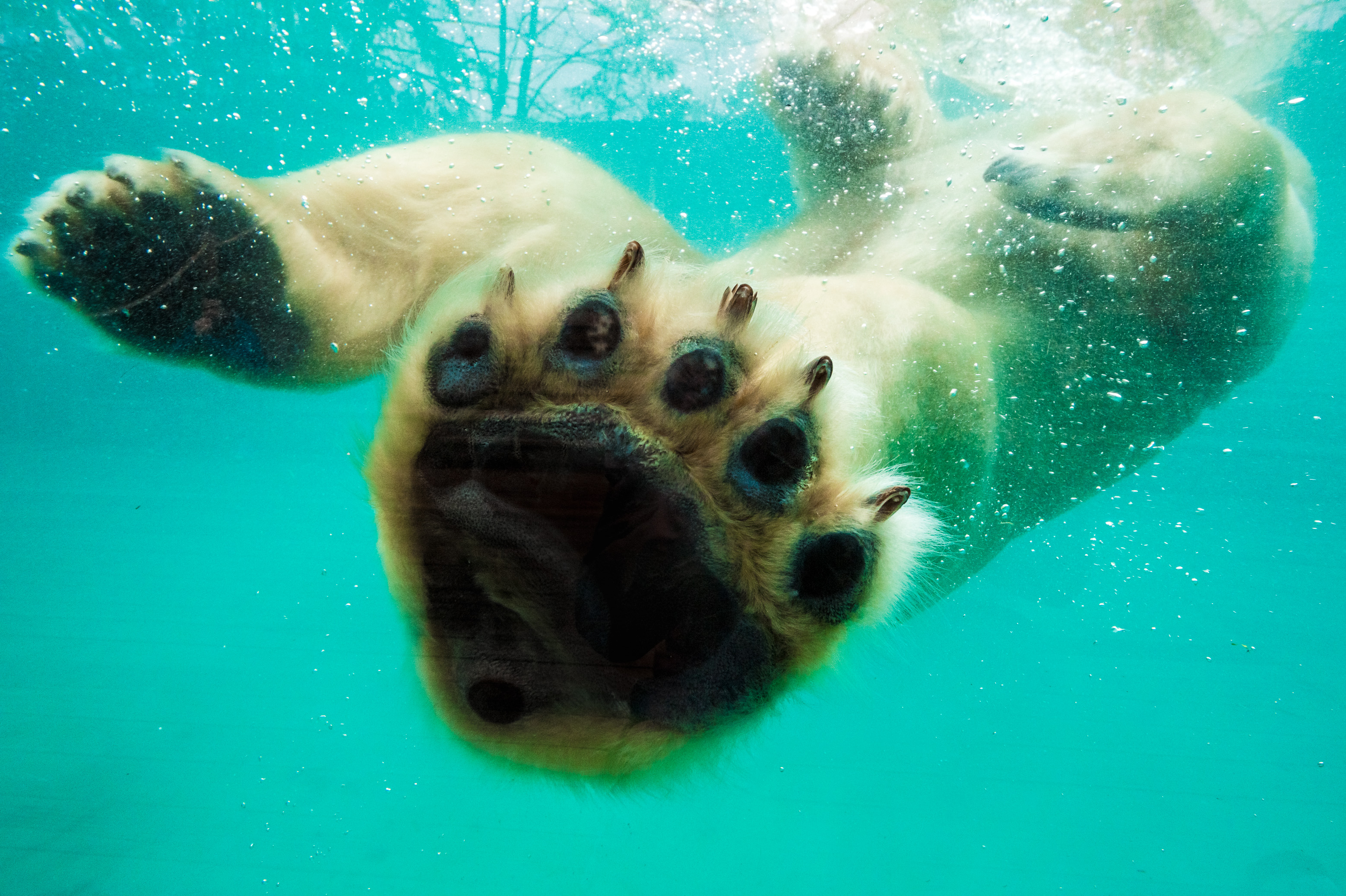 Europe, France, région du Val-de-Loire, département de la Sarthe (72), Le Tertre Rouge (72200) La Flèche, Zoo de la Flèche, Taïko, mâle ours blanc ou ours polaire (Ursus maritimus) nageant dans son bassin, Statut de protection - Convention de Washington Annexe II B (CITES), Statut UICN - Risque minimum – dépendant de mesures de conservation (LR-cd), PR // Europe, France, Val-de-Loire, Sarthe (72), Le Tertre Rouge (72200) La Flèche, La Flèche Zoo, Taïko, male polar bear (Ursus maritimus) swimming in its basin, Protection status - Washington Convention Appendix II B (CITES), IUCN Status - Minimum risk - dependent on conservation measures (LR-cd), PR