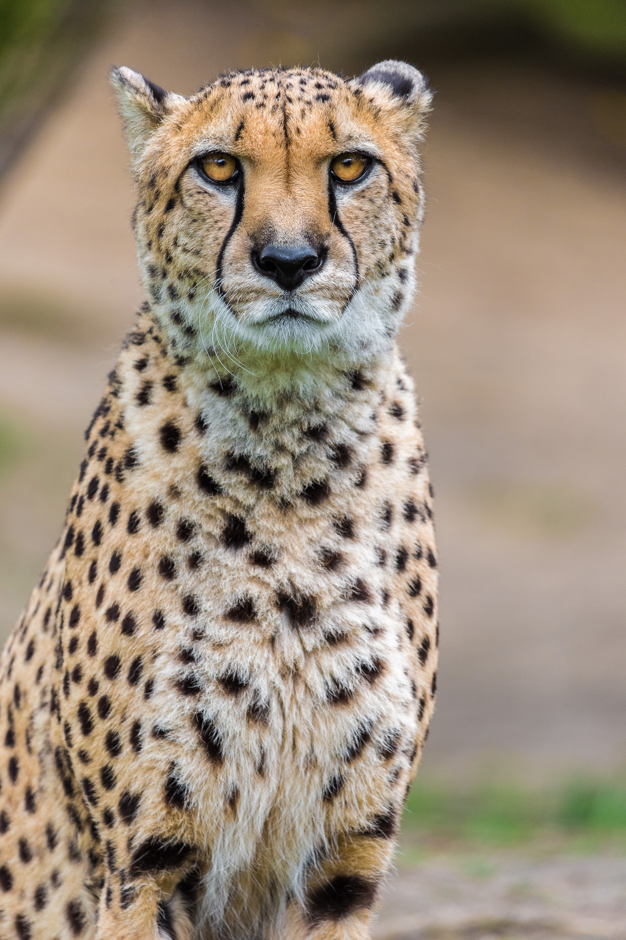 Europe, France, région du Val-de-Loire, département de la Sarthe (72), Le Tertre Rouge (72200) La Flèche, Zoo de la Flèche, Guépard (Acinonyx jubatus), Statut de Protection - Convention de Washington Annexe I A (CITES), Statut UICN - Vulnérable (VU), PR // Europe, France, Val-de-Loire, Sarthe (72), Le Tertre Rouge (72200) La Flèche, La Flèche Zoo, Cheetah (Acinonyx jubatus), Protection Status - Washington Convention Appendix I A (CITES), IUCN Status - Vulnerable (VU), PR