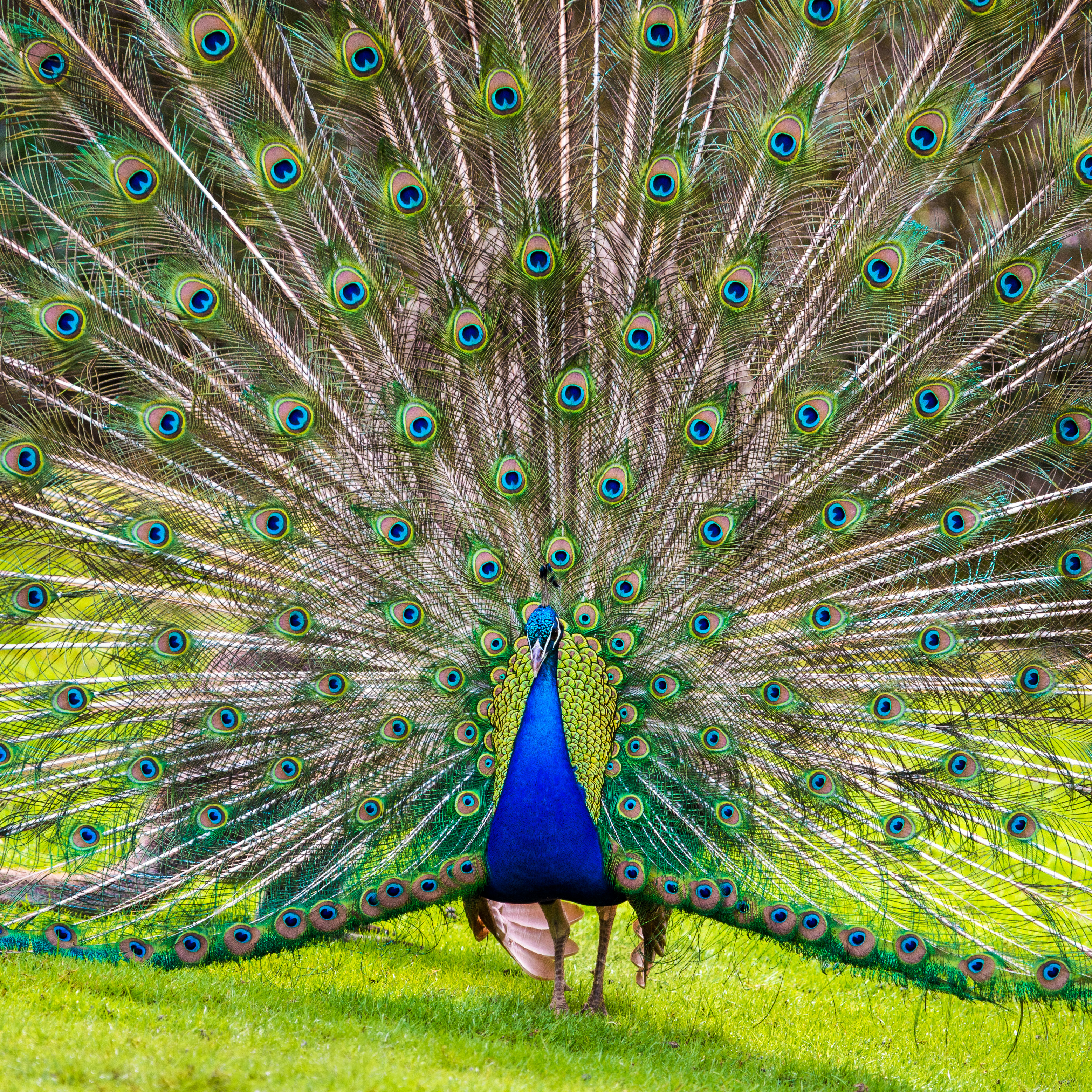 Europe, France, région du Val-de-Loire, département de la Sarthe (72), Le Tertre Rouge (72200) La Flèche, Zoo de la Flèche, Paon bleu (Pavo cristatus) faisant la roue, PR // Europe, France, Val-de-Loire, Sarthe (72), Le Tertre Rouge (72200) La Flèche, La Flèche Zoo, Blue peafow (Pavo cristatus) making wheel, PR