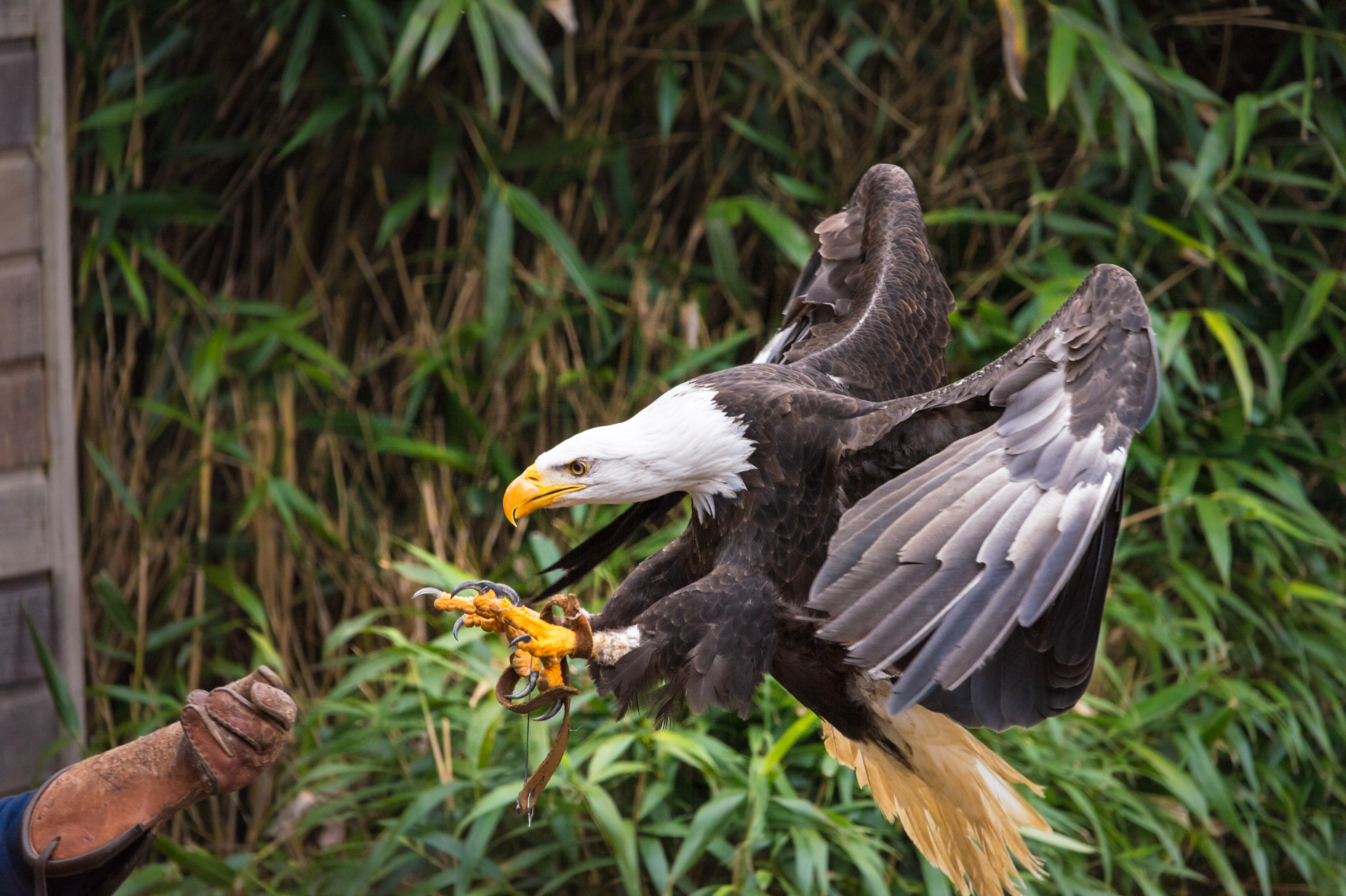 Europe, France, région du Val-de-Loire, département de la Sarthe (72), Le Tertre Rouge (72200) La Flèche, Zoo de la Flèche, Pygargue à tête blanche (Haliaeetus leucocephalus) en vol, PR // Europe, France, Val-de-Loire, Sarthe (72), Le Tertre Rouge (72200) La Flèche, La Flèche Zoo, Bald eagle (Haliaeetus leucocephalus) in flight, PR