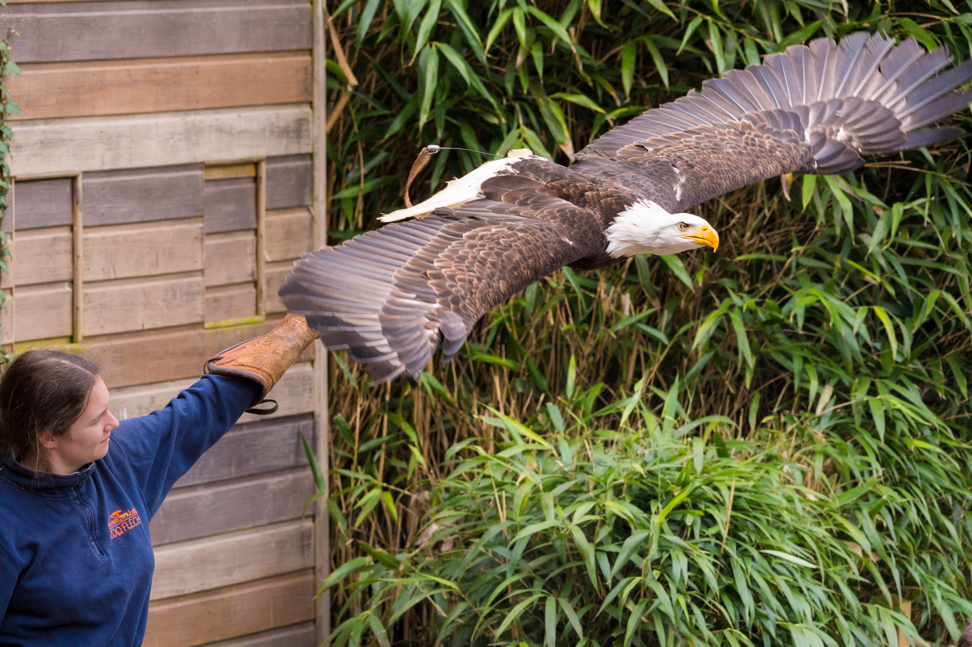 Europe, France, région du Val-de-Loire, département de la Sarthe (72), Le Tertre Rouge (72200) La Flèche, Zoo de la Flèche, Pygargue à tête blanche (Haliaeetus leucocephalus) en vol et sa fauconnier, PR, MR // Europe, France, Val-de-Loire, Sarthe (72), Le Tertre Rouge (72200) La Flèche, La Flèche Zoo, Bald eagle (Haliaeetus leucocephalus) in flight and its falconer, PR, MR