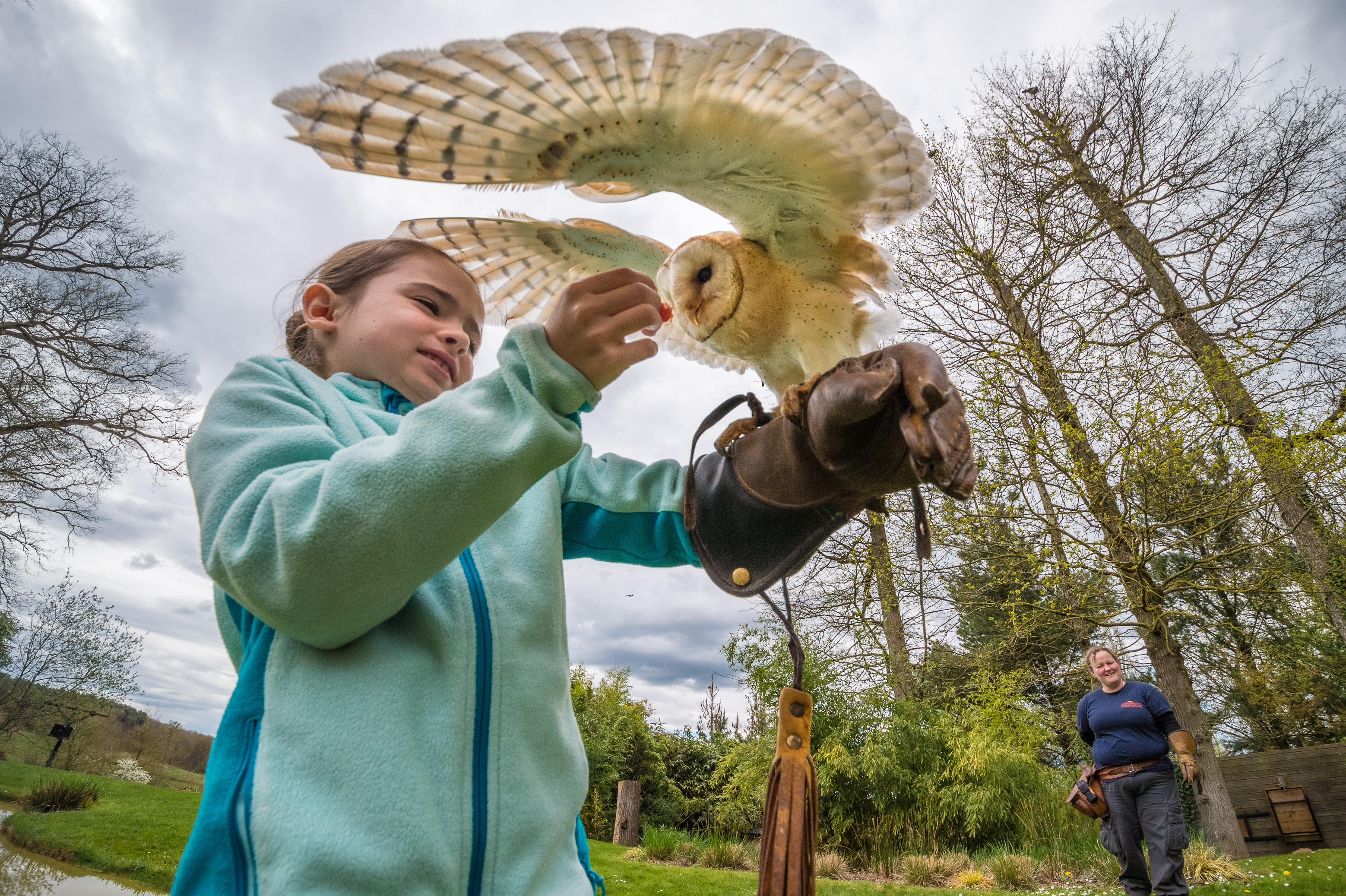 Europe, France, région du Val-de-Loire, département de la Sarthe (72), Le Tertre Rouge (72200) La Flèche, Zoo de la Flèche, apprentie fauconnier avec une chouette Effraie des clochers (Tyto alba), lors de l'activité "Soigneur d'un jour", ouverte à tous dès l'âge de 8 ans, qui permet de se mettre dans la peau d'un soigneur pour s'occuper des animaux sous sa supervision, ici la récompense après un vol réussi, PR, MR // Europe, France, Val-de-Loire, Sarthe (72), Le Tertre Rouge (72200) La Flèche, La Flèche Zoo, apprentice falconer with a Barn owl (Tyto alba), during the activity "Keeper for a day", open to everyone from the age of 8, which allows you to put yourself in the shoes of a keeper to take care of animals under his supervision, here the reward after a successful flight, PR, MR