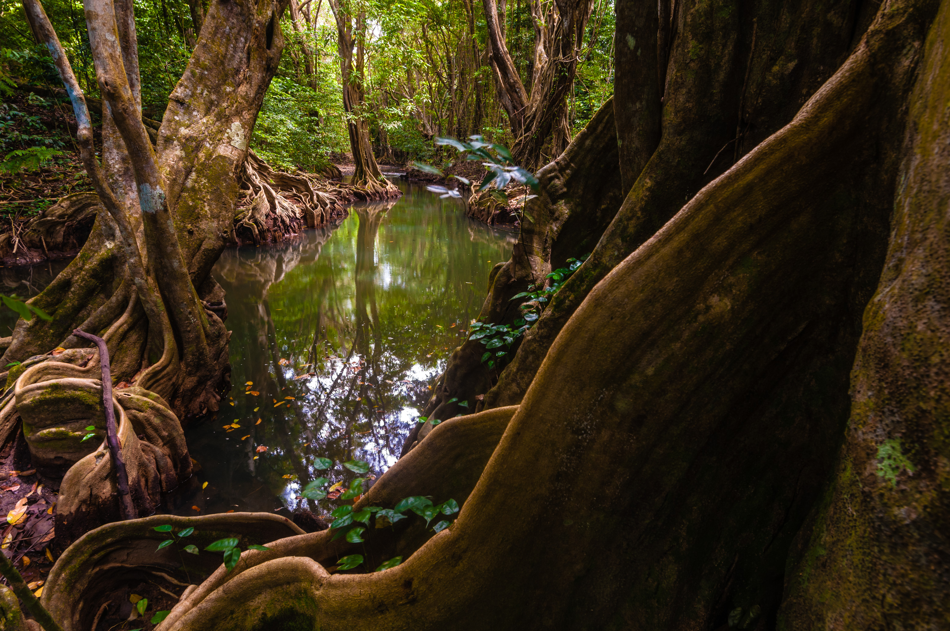 Scenery of undergrowth with dragon trees around Indian River in Dominica, West Indies / Sous-bois de dragonniers et leurs racines autour de l'Indian River à La Dominique, Caraïbes.