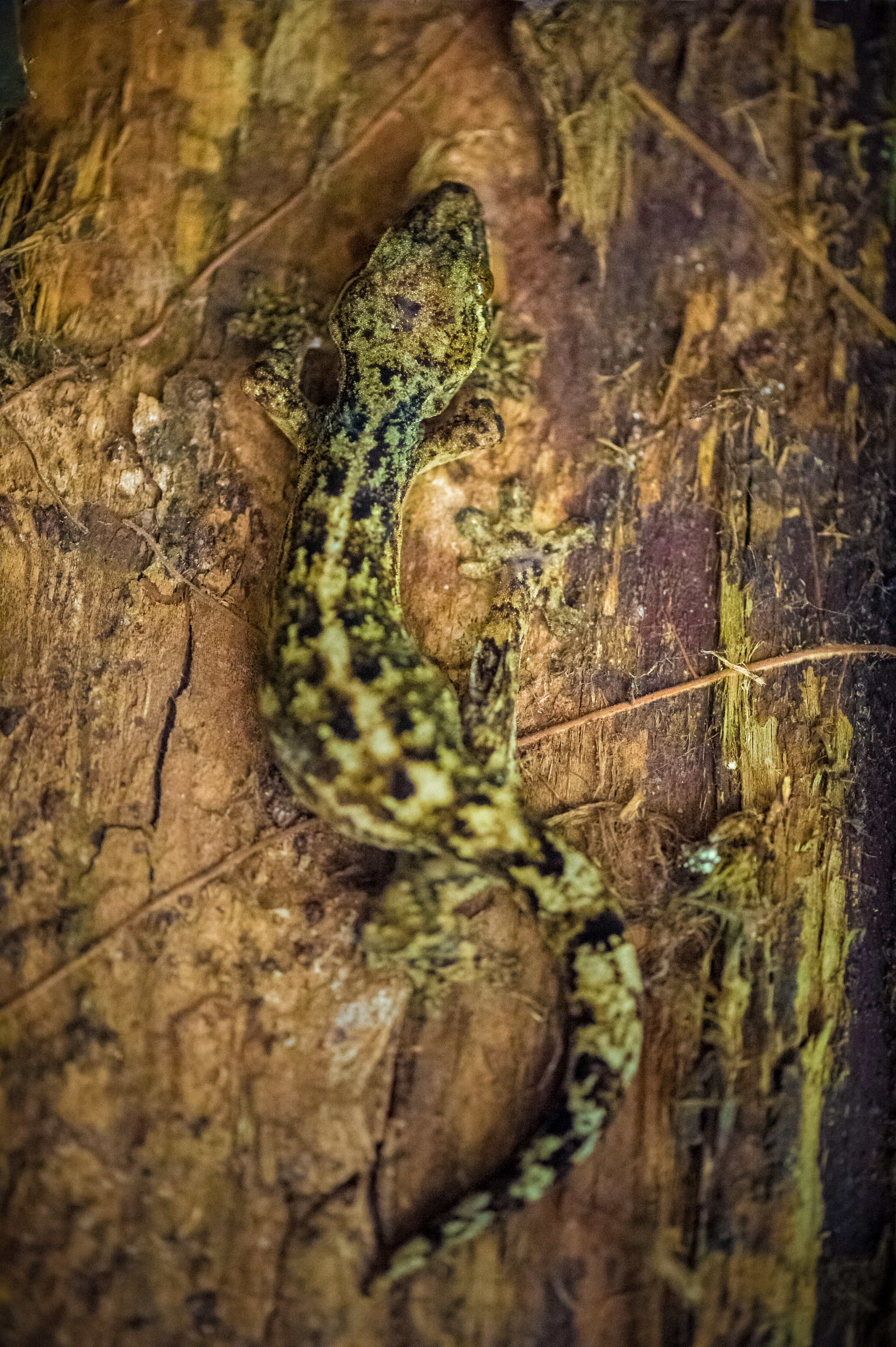 France, Guyane, Kourou, Camp Canopée, Hémidactyle commun (Hemidactylus mabouia) sur un tronc // France, French Guiana, Kourou, Camp Canopée, Hémidactyle commun (Hemidactylus mabouia) on a trunk