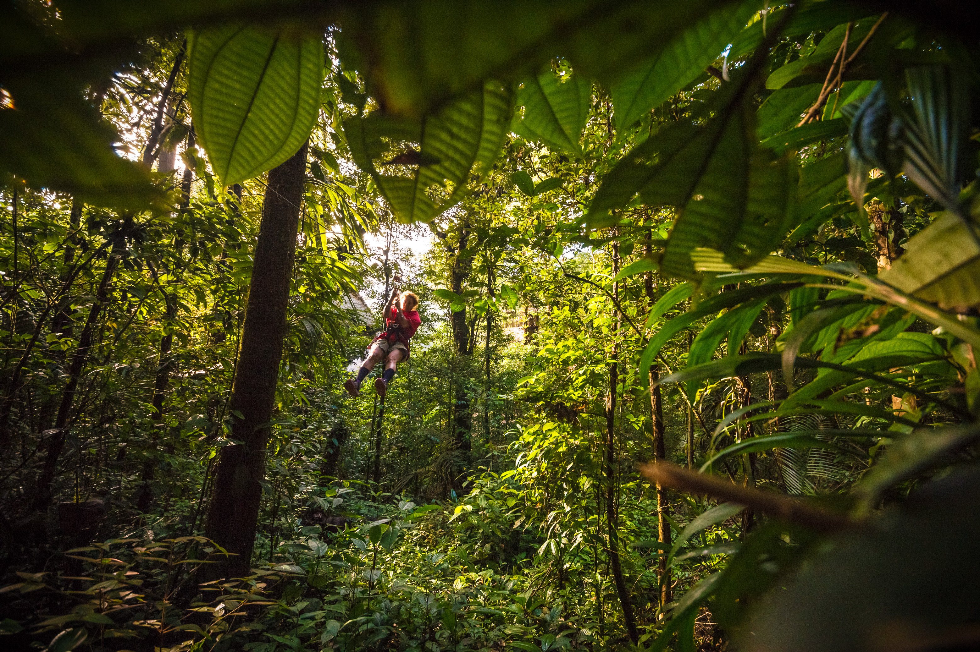 France, Guyane, Kourou, Camp Canopée, Tyrolienne de 100 m à travers le sous-bois tropical // France, French Guiana, Kourou, Camp Canopée, 100 m zip line through the tropical undergrowth