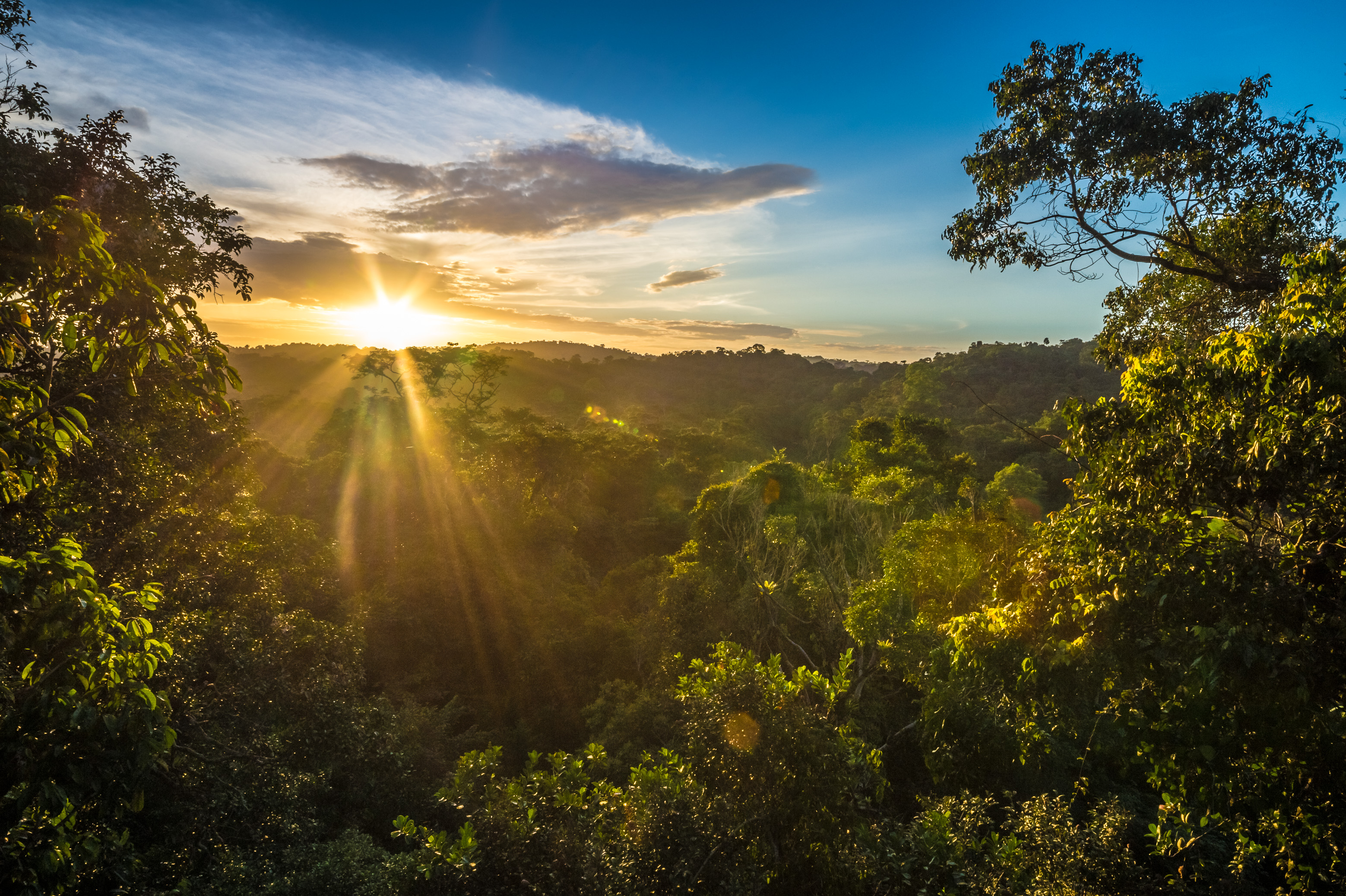 France, Guyane, Kourou, Camp Canopée, Découverte de la canopée, à 36 m du sol, en passant d'arbre en arbre grâce à des passerelles suspendues, au coucher du soleil // France, French Guiana, Kourou, Camp Canopée, Discovery of the canopy, 36 m from the ground, passing from tree to tree thanks to suspended bridges, at sunset
