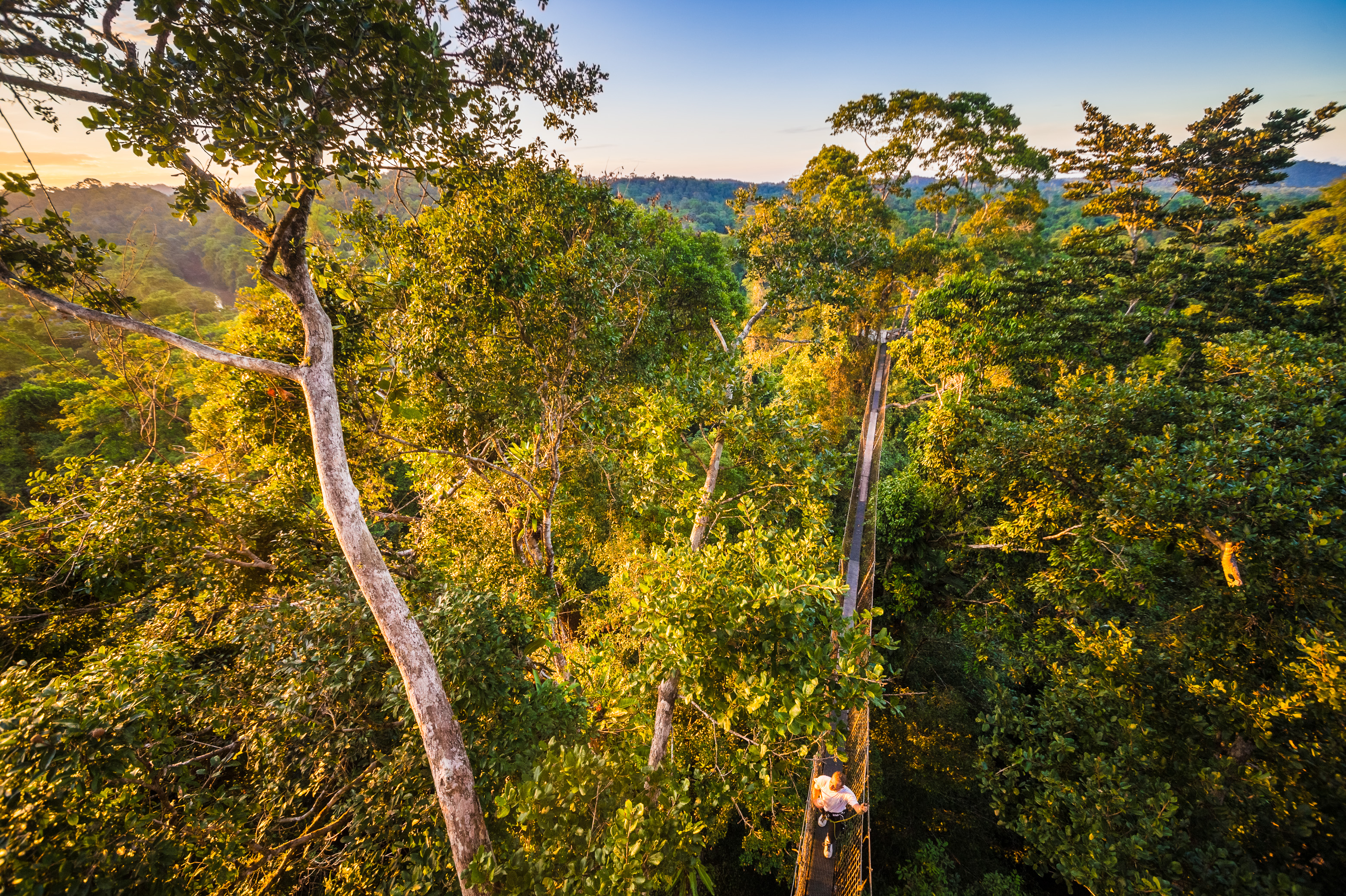 France, Guyane, Kourou, Camp Canopée, Découverte de la canopée, à 36 m du sol, en passant d'arbre en arbre grâce à des passerelles suspendues, au coucher du soleil // France, French Guiana, Kourou, Camp Canopée, Discovery of the canopy, 36 m from the ground, passing from tree to tree thanks to suspended bridges, at sunset