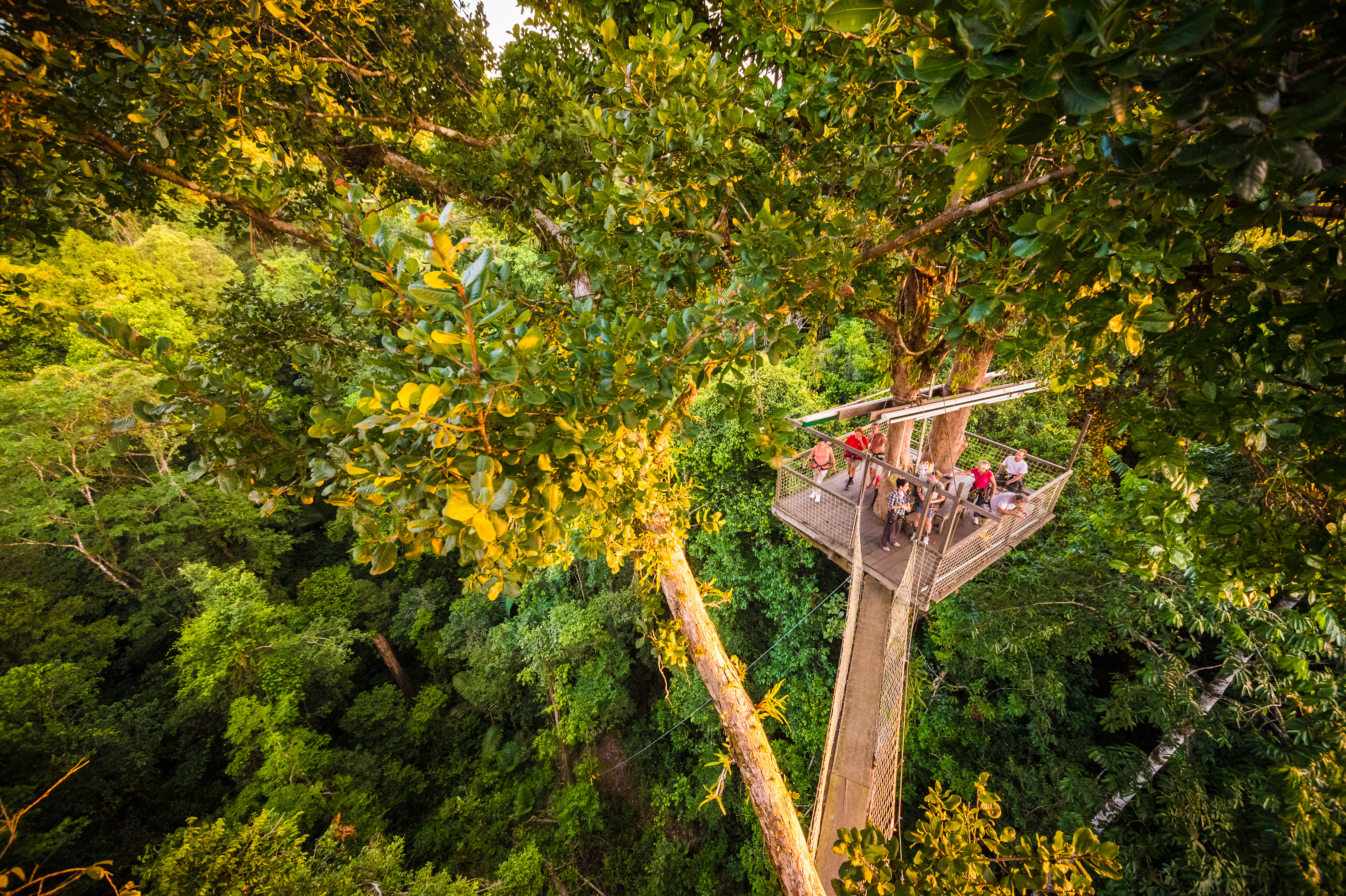 France, Guyane, Kourou, Camp Canopée, Découverte de la canopée, à 36 m du sol, en passant d'arbre en arbre grâce à des passerelles suspendues, au coucher du soleil // France, French Guiana, Kourou, Camp Canopée, Discovery of the canopy, 36 m from the ground, passing from tree to tree thanks to suspended bridges, at sunset