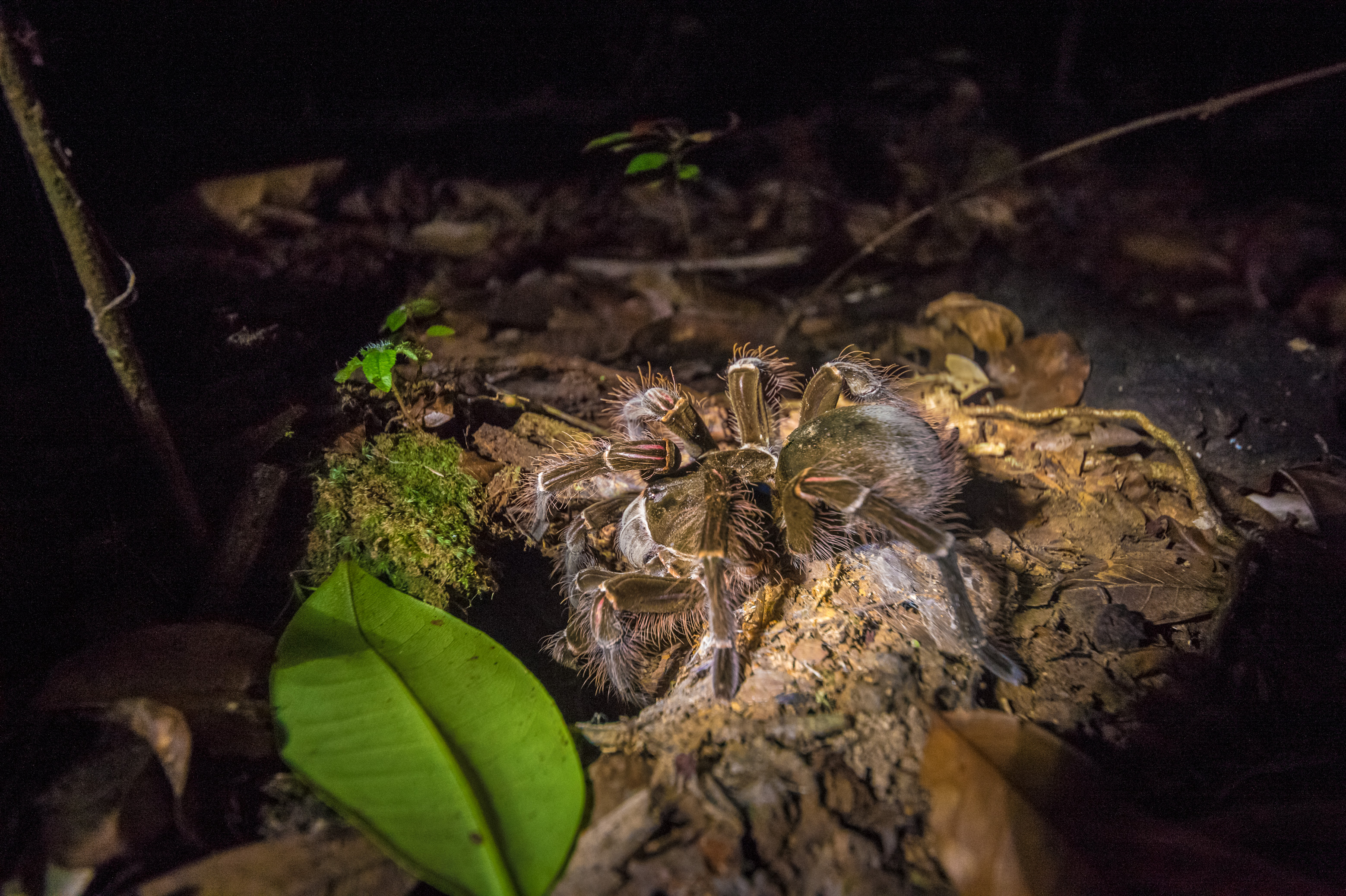 France, Guyane, Kourou, Camp Canopée, Araignée Goliath ou mygale de Leblond (Theraphosa blondi) devant son terrier, de nuit // France, French Guiana, Kourou, Camp Canopée, Theraphosa blondi in front of her burrow, at night