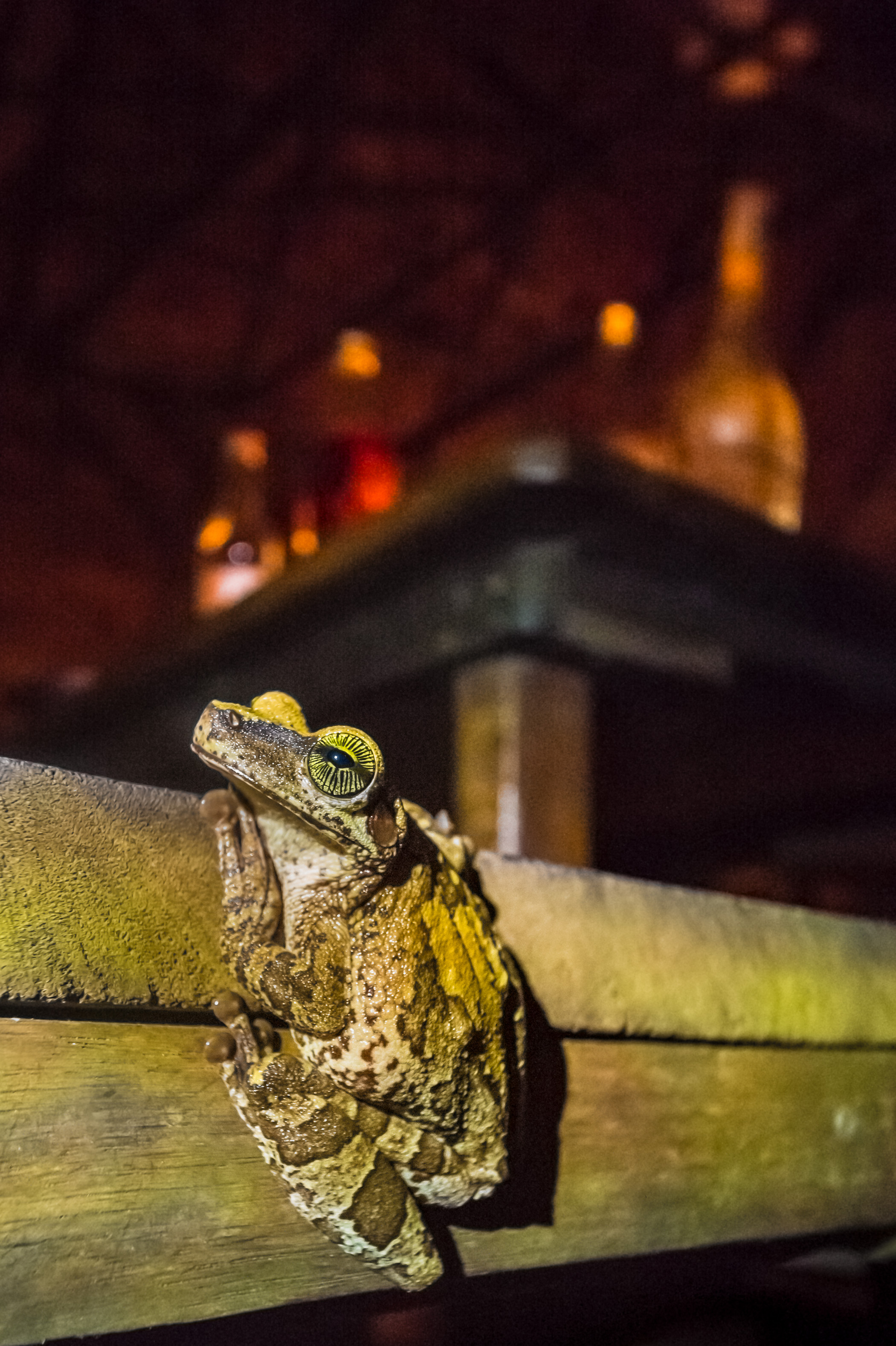 France, Guyane, Kourou, Camp Canopée, Rainette (Osteocephalus taurinus) sur le bar, vue de nuit // France, French Guiana, Kourou, Camp Canopée, Treefrog (Osteocephalus taurinus) on the bar, night view