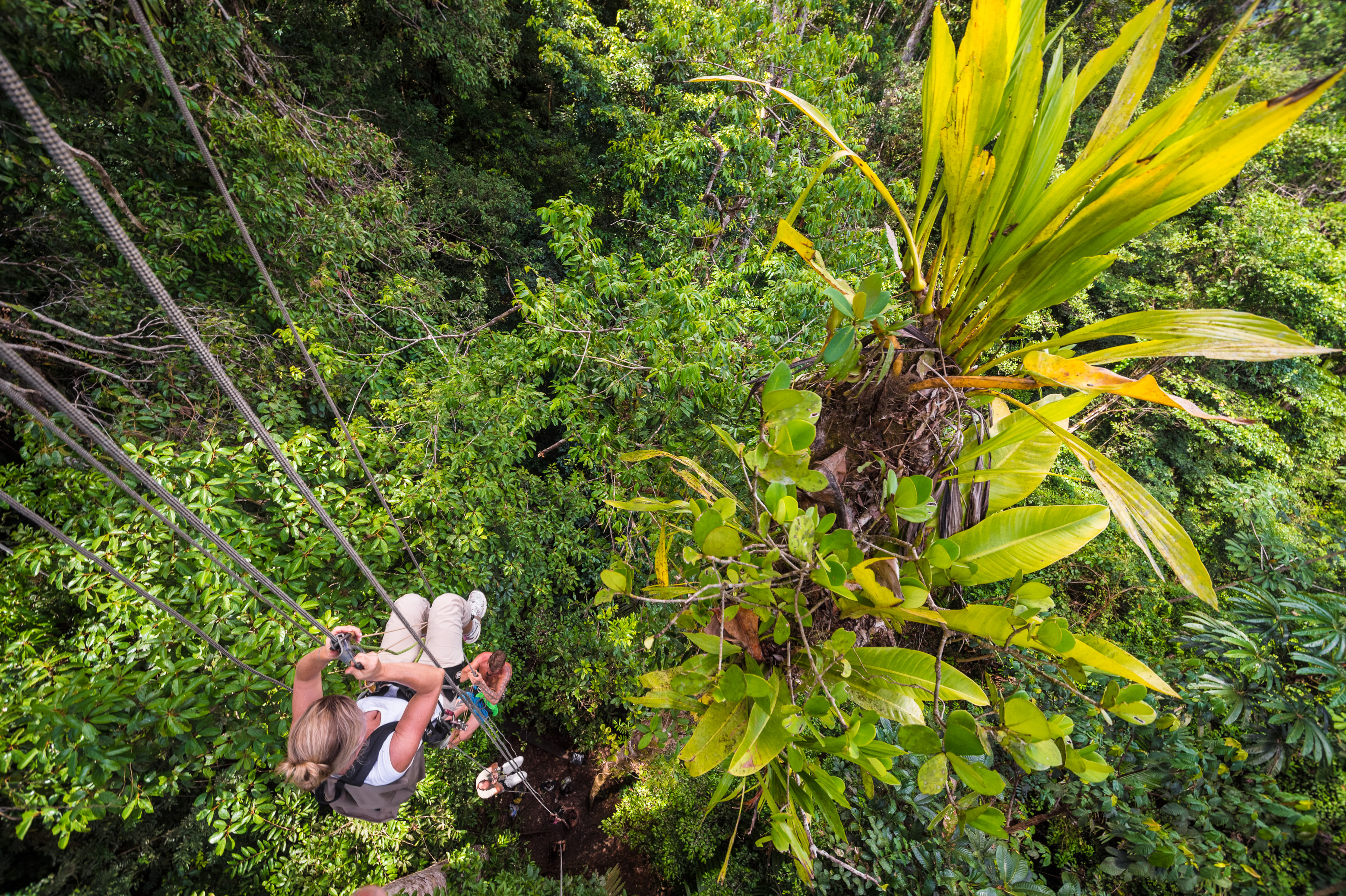 France, Guyane, Kourou, Camp Canopée, Escalade à la corde jusqu'à la canopée, à 36 m du sol // France, French Guiana, Kourou, Camp Canopée, Climbing with a rope to the canopy, 36 m above the ground