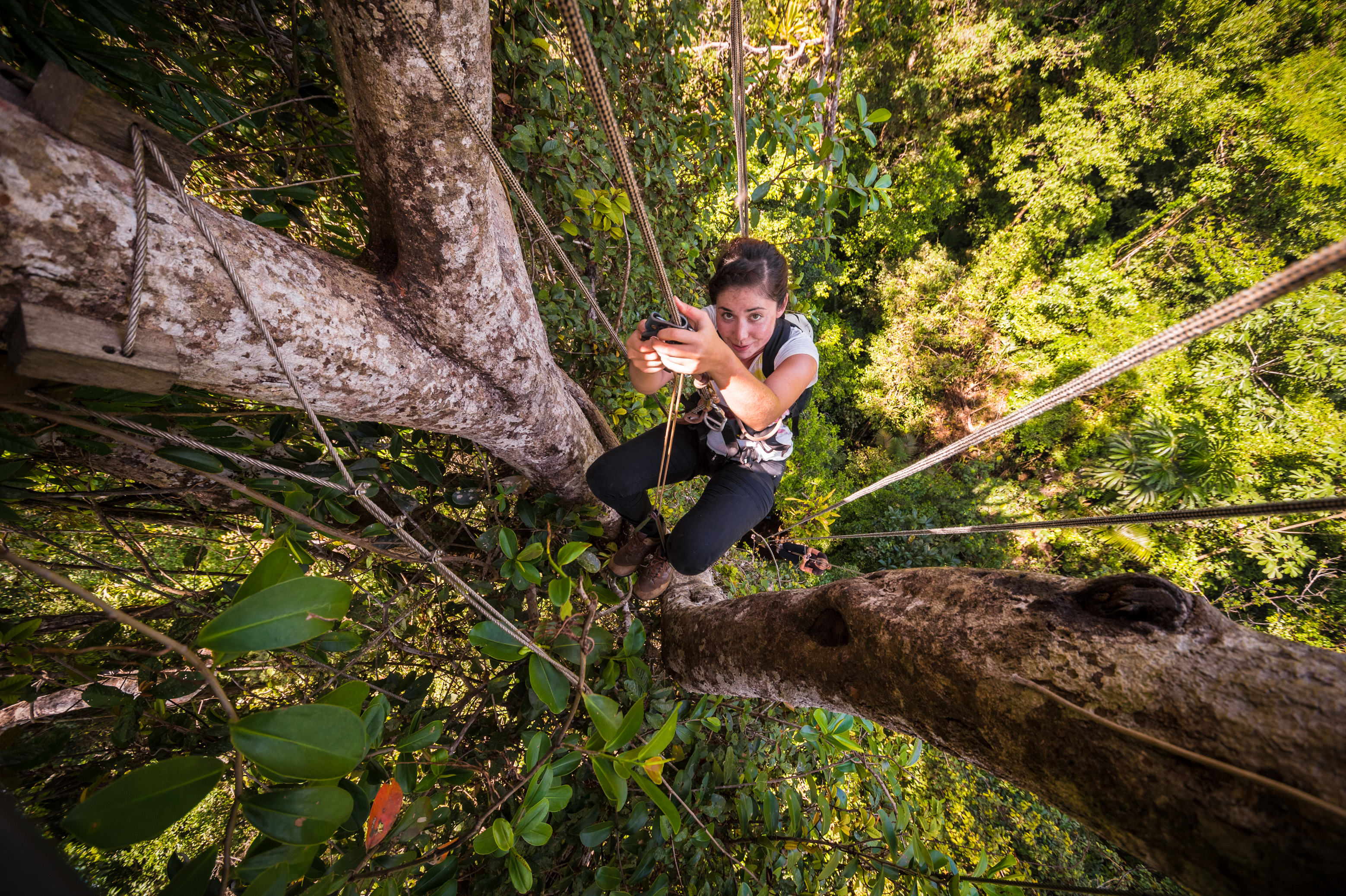 France, Guyane, Kourou, Camp Canopée, Escalade à la corde jusqu'à la canopée, à 36 m du sol // France, French Guiana, Kourou, Camp Canopée, Climbing with a rope to the canopy, 36 m above the ground