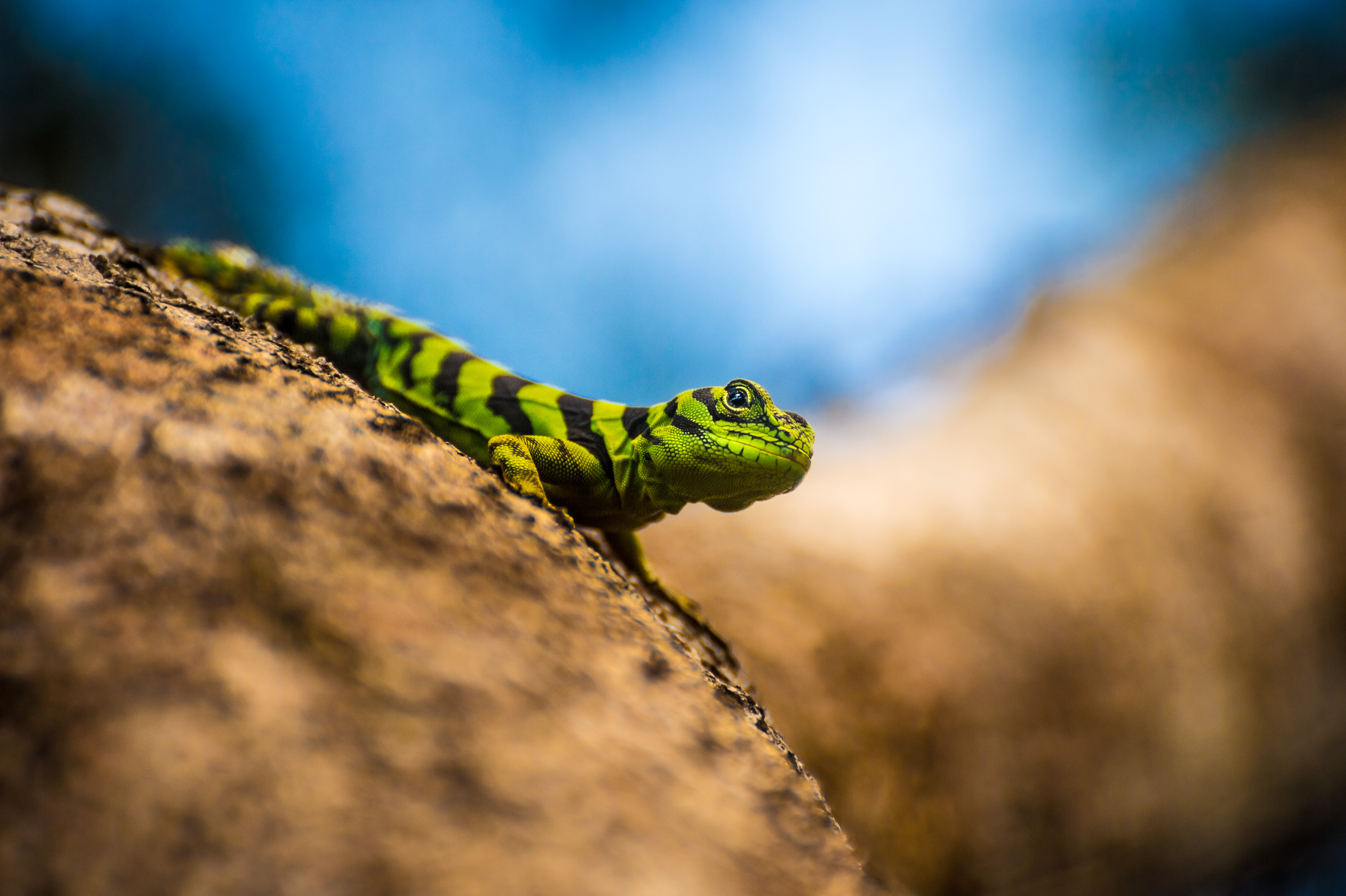 France, Guyane, Kourou, Camp Canopée, Uracentron azureum est un lézard arboricole assez trapu, à queue épineuse, il se nourrit de petites araignées, de fourmis et de termites // France, French Guiana, Kourou, Camp Canopée, Uracentron azureum is a rather squat arboreal lizard, with thorny tail, feeding on small spiders, ants and termites
