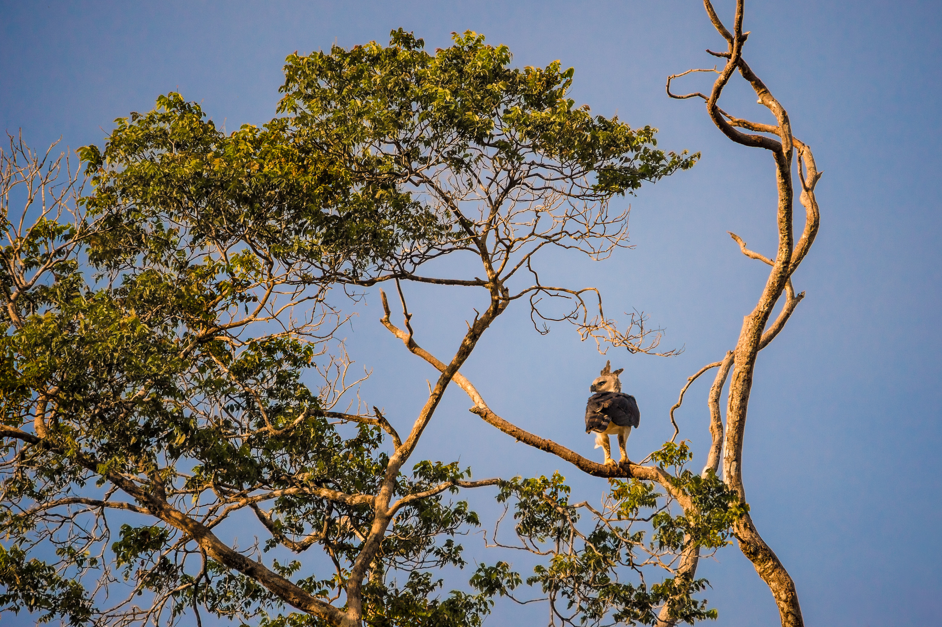 France, Guyane, Kourou, Camp Canopée, Harpie féroce (Harpia harpyja) en canopée au coucher du soleil, sur les berges du fleuve Kourou // France, French Guiana, Kourou, Camp Canopée, Harpy Eagle (Harpia harpyja) in canopy at sunset, on the banks of the Kourou River