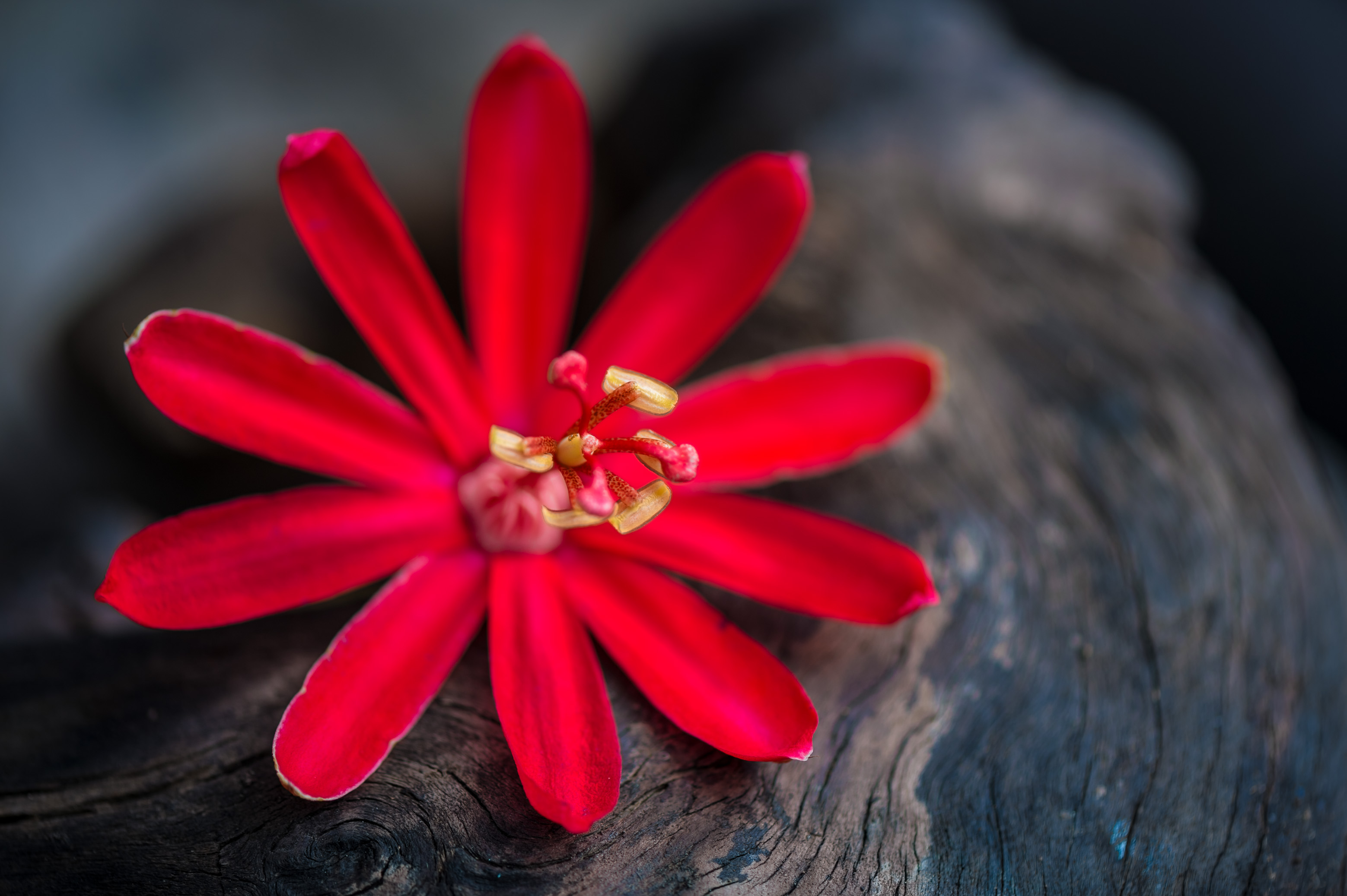 France, Guyane, Kourou, Wapa Lodge, fleur fraîchement tombée sur une racine du sous-bois tropical // France, French Guiana, Kourou, Wapa Lodge, freshly fallen flower on a root of the tropical undergrowth