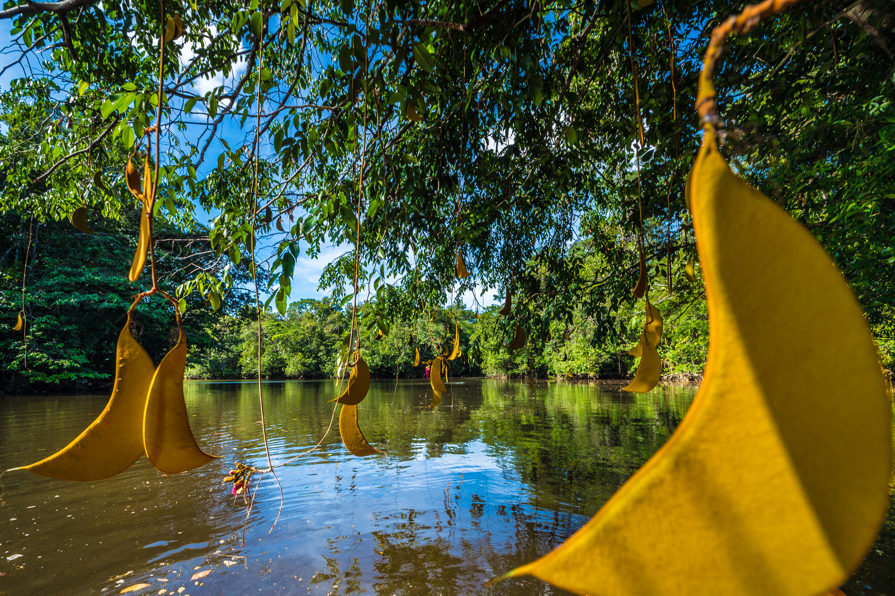 France, Guyane, Kourou, Wapa Lodge, graines de Wapa sur le fleuve Kourou // France, French Guiana, Kourou, Wapa Lodge, Wapa seeds on the Kourou River