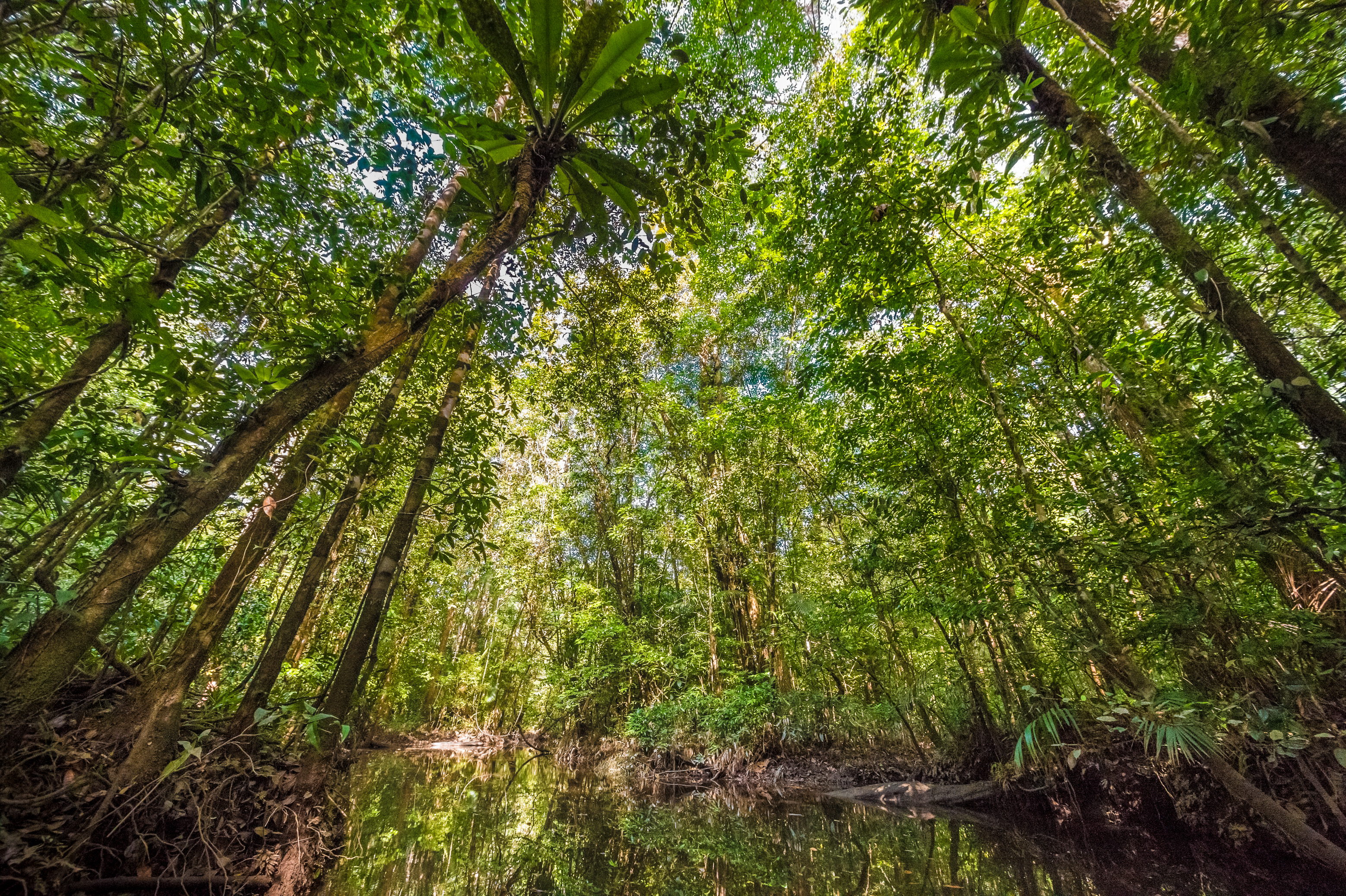 France, Guyane, Kourou, Wapa Lodge, sous-bois tropical sur les rives de la rivière Kwi, affluent du fleuve Kourou // France, French Guiana, Kourou, Wapa Lodge, tropical undergrowth on the banks of the Kwi River, tributary of the Kourou River