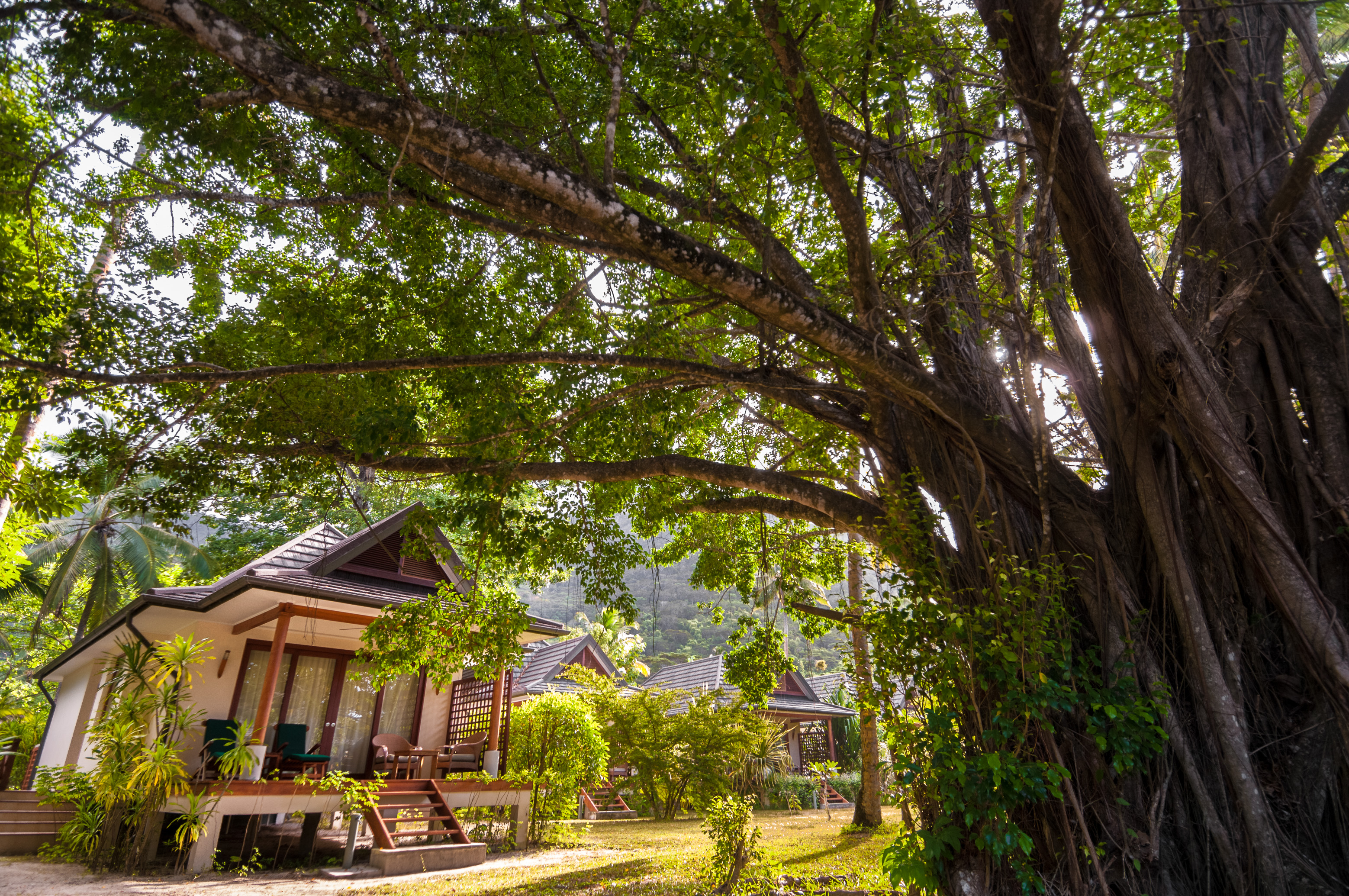Seychelles, océan Indien, île de Silhouette, Hilton Seychelles Labriz Resort & Spa, une des 30 King Garden Villas, un Figuier des banians (Ficus benghalensis) au premier plan, PR non // Seychelles, Indian Ocean, Silhouette Island, Hilton Seychelles Labriz Resort & Spa, one of 30 King Garden Villas, a banyan tree (Ficus benghalensis) in the foreground, PR no
