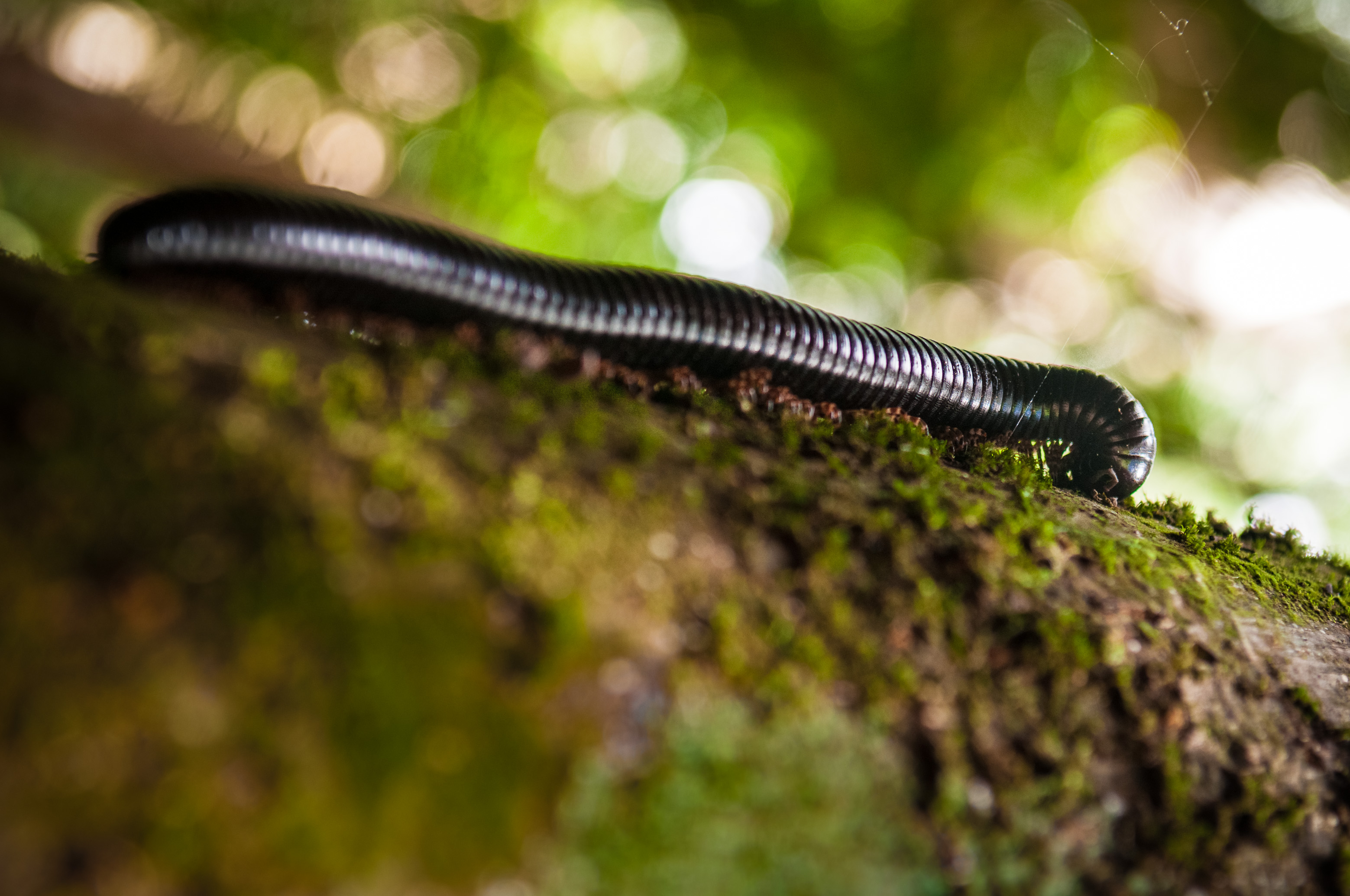 Seychelles, océan Indien, île de Silhouette, mont Dauban, mille-pattes géant des Seychelles, rare et endémique des îles intérieures granitiques, montant sur un tronc // Seychelles, Indian Ocean, Silhouette Island, Mount Dauban, giant centipedes of Seychelles, rare and endemic of the granitic Inner Islands, riding on a trunk