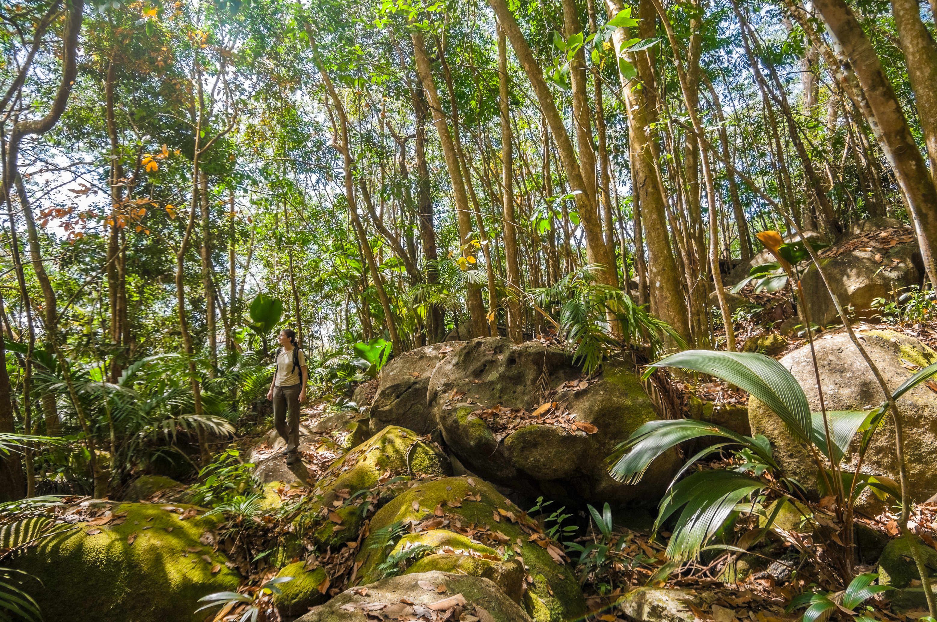 Seychelles, océan Indien, île de Silhouette, randonneuse sur le sentier du mont Dauban dans le sous-bois tropical, MR oui // Seychelles, Indian Ocean, Silhouette Island, hiker on Mount Dauban path in the tropical undergrowth, MR yes
